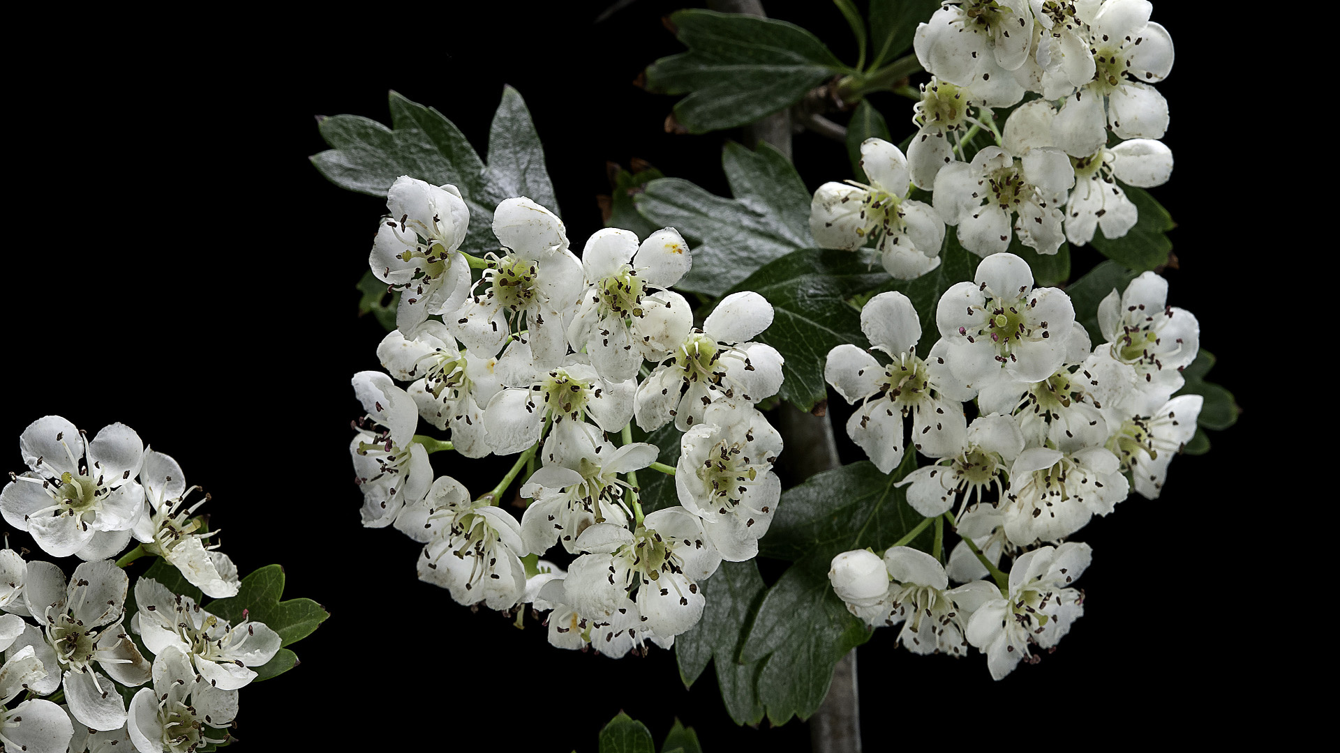 Hawthorn Tree Nature, Boost Earning Potential, N China County, CGTN, 1920x1080 Full HD Desktop