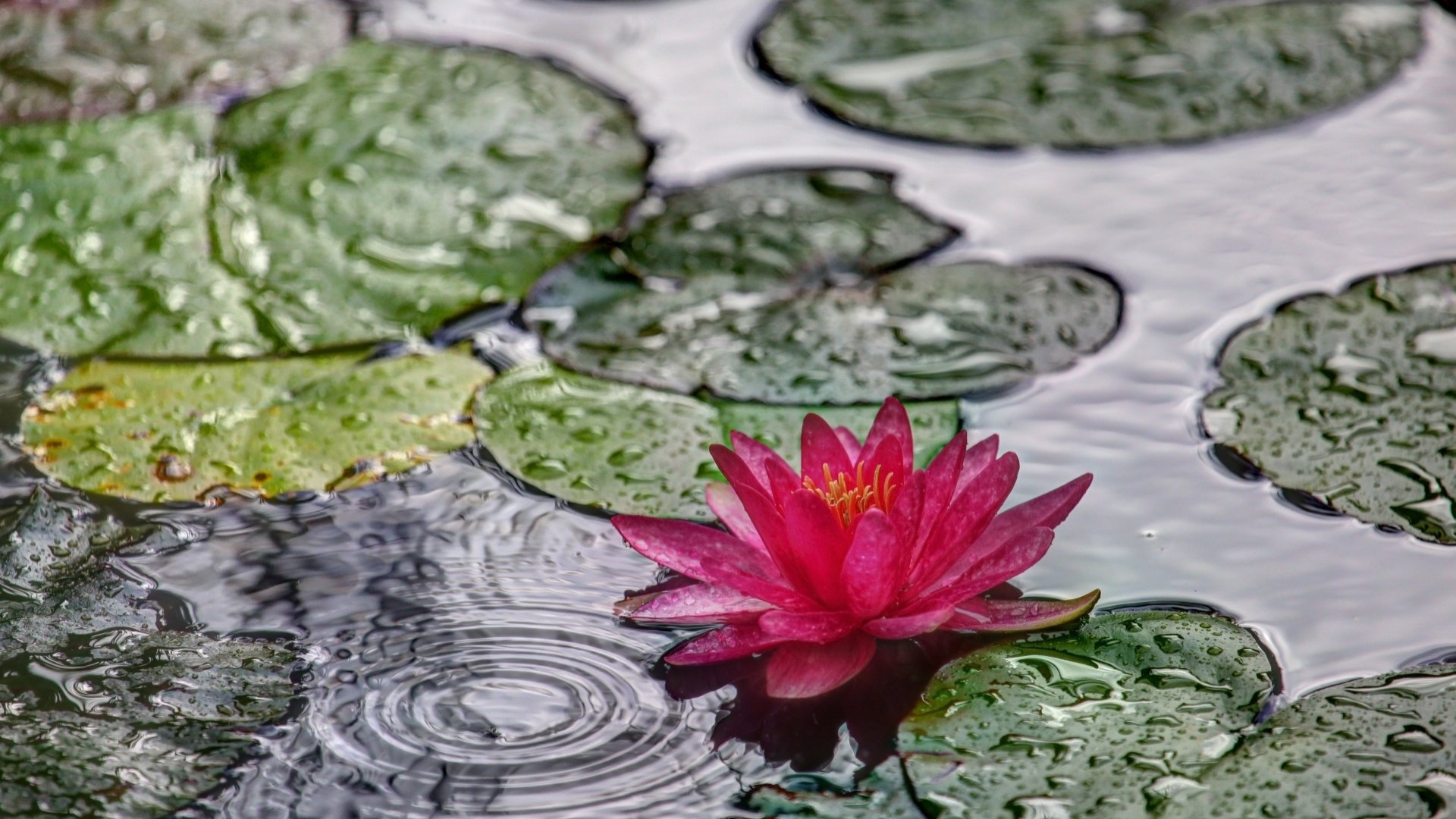 Water Lily, HD wallpaper, Tranquil scene, Natuural beauty, 1920x1080 Full HD Desktop