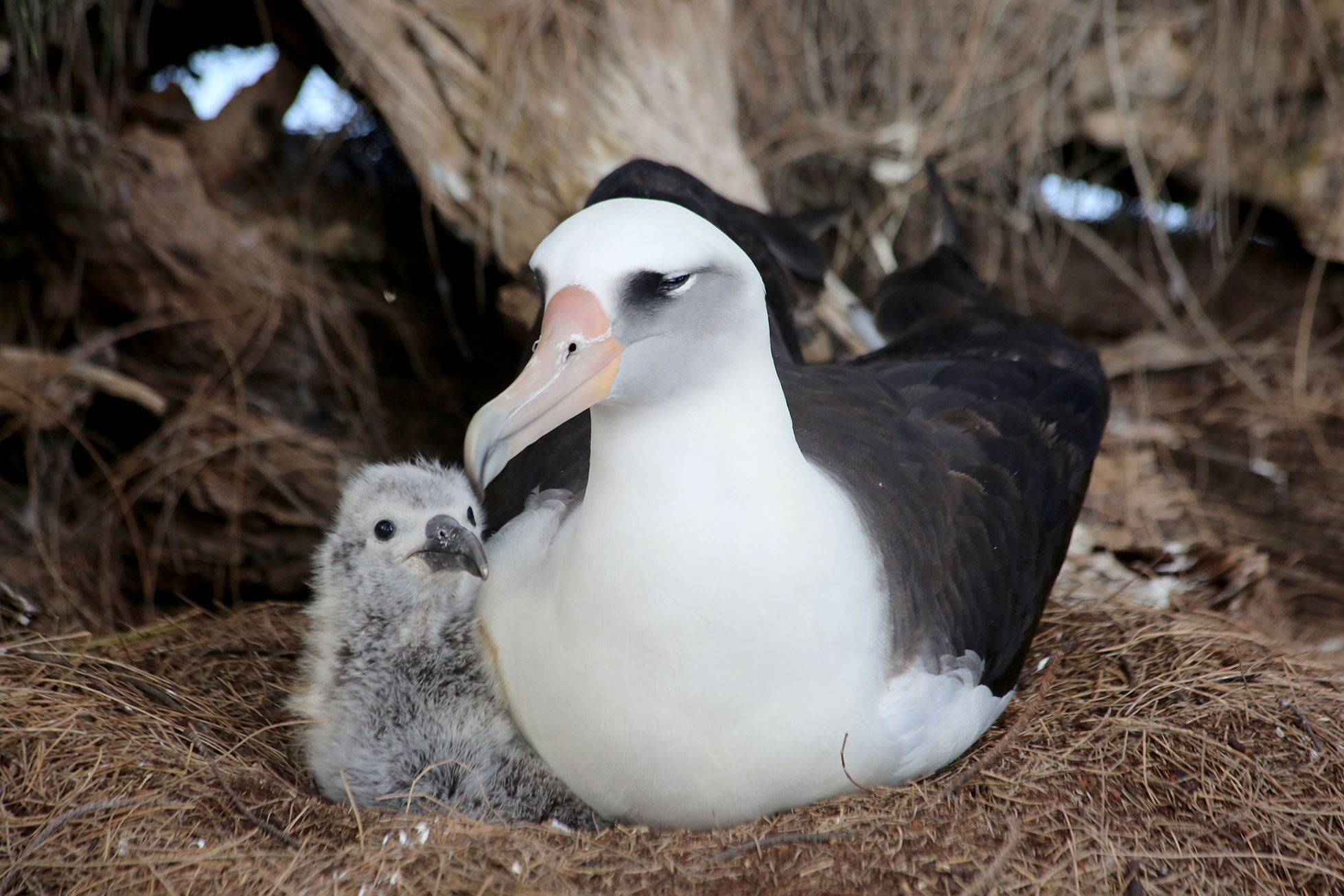 Laysan albatross in flight, Bird's eye view, Unrestricted freedom, Soaring high, 1960x1310 HD Desktop