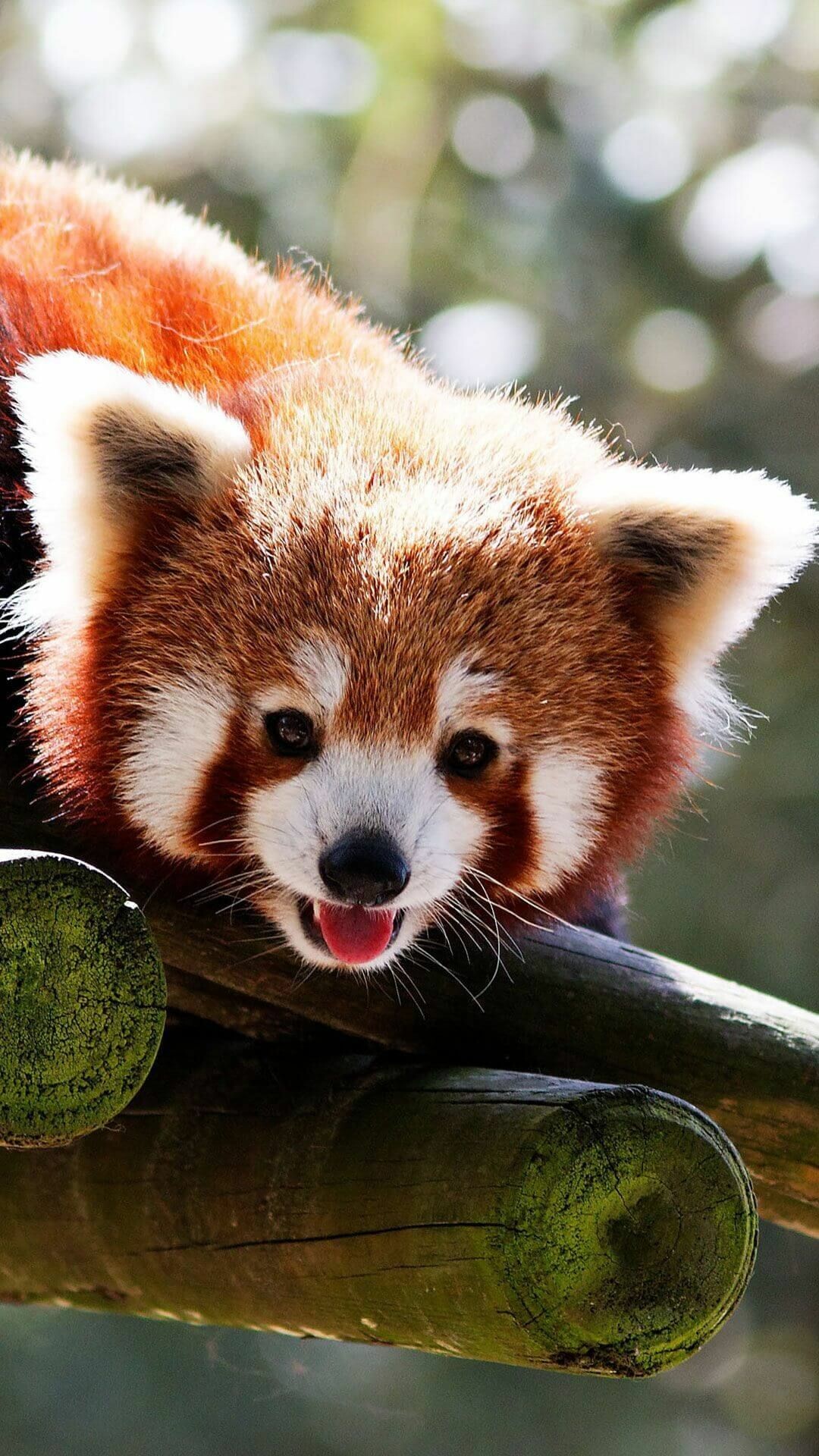 Baby red panda, Adorable wildlife, Cute animal, Tiny creature, 1080x1920 Full HD Phone