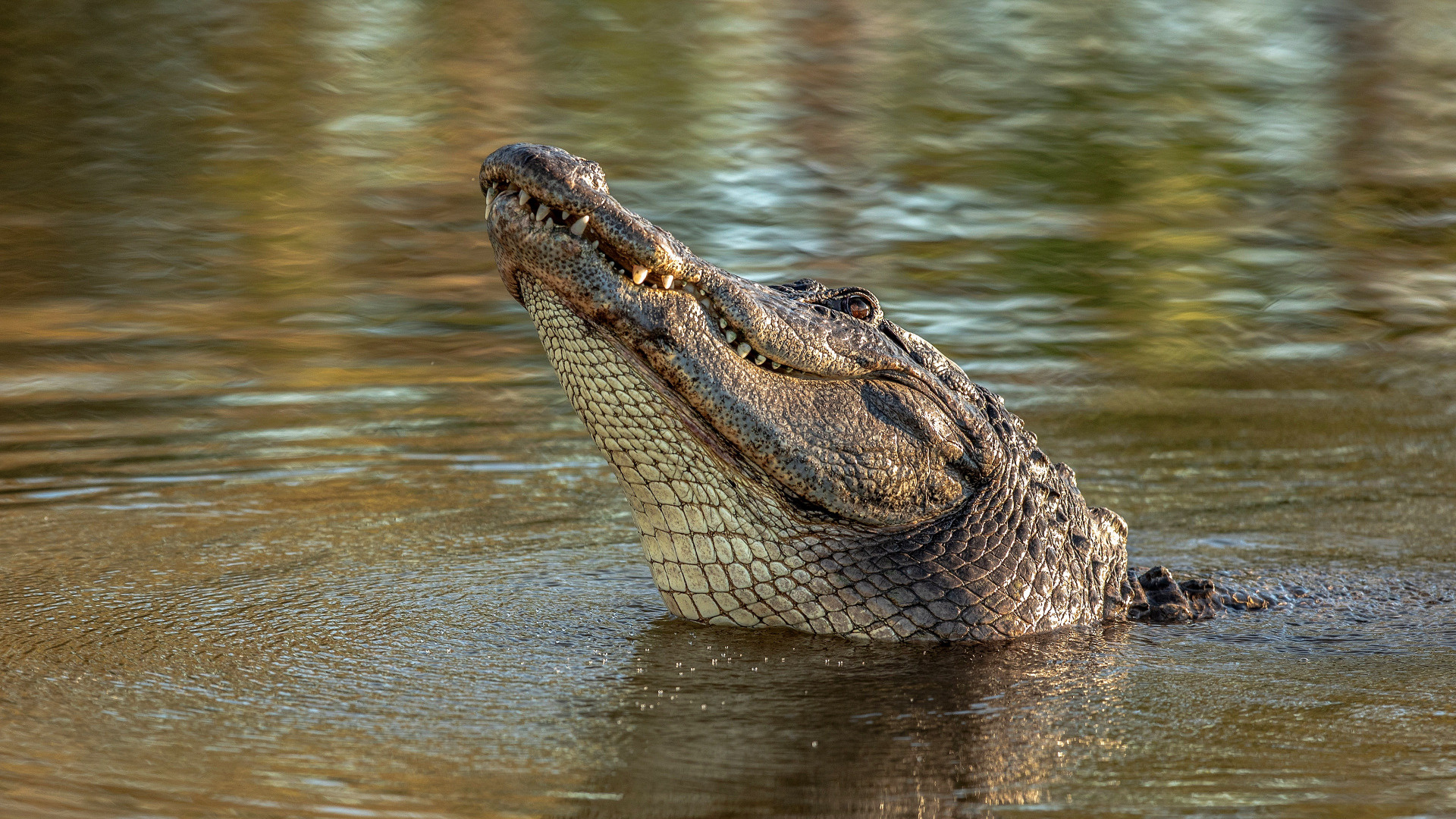 Crocodile Animals - Looking Up, Water, Portrait, Crocodile Pond, 1920x1080 Full HD Desktop