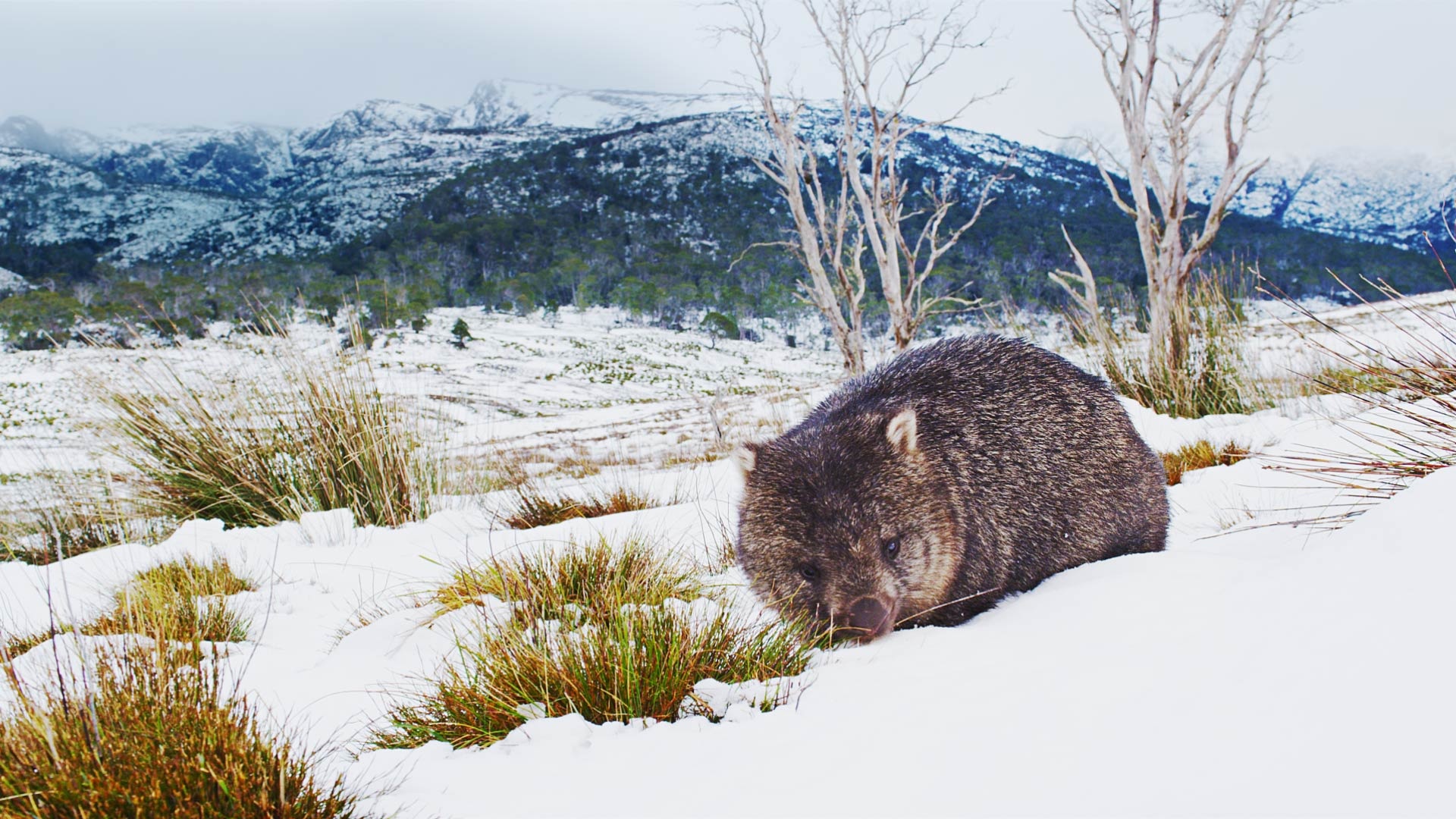 Cradle Mountain–Lake St Clair National Park, Wombats Wallpaper, 1920x1080 Full HD Desktop