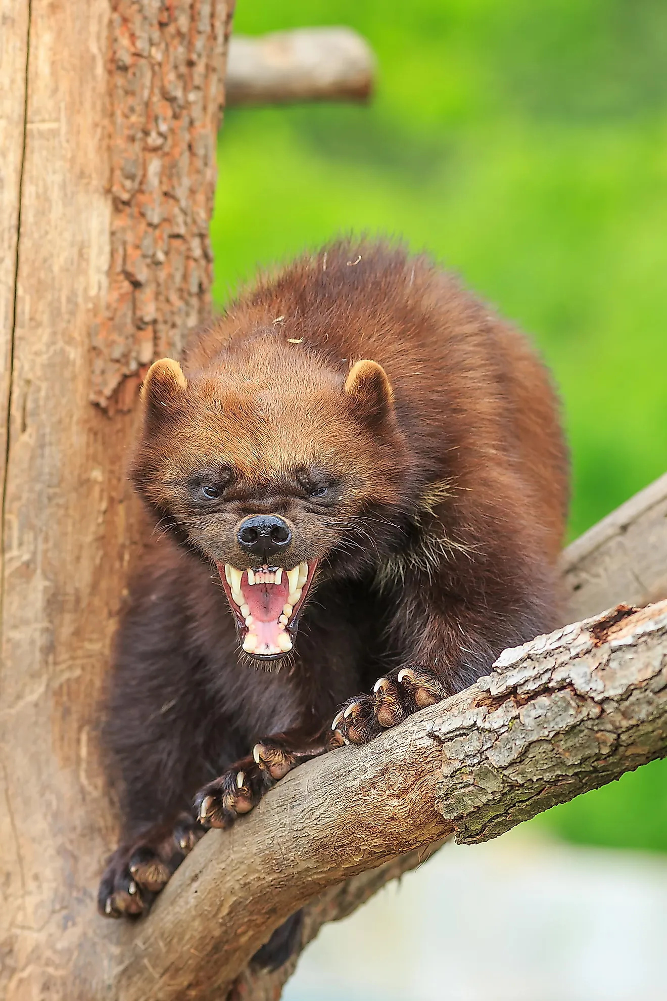 Wolverine facts, Animals of North America, Wolverines, Wolverine animal, 1320x1980 HD Phone