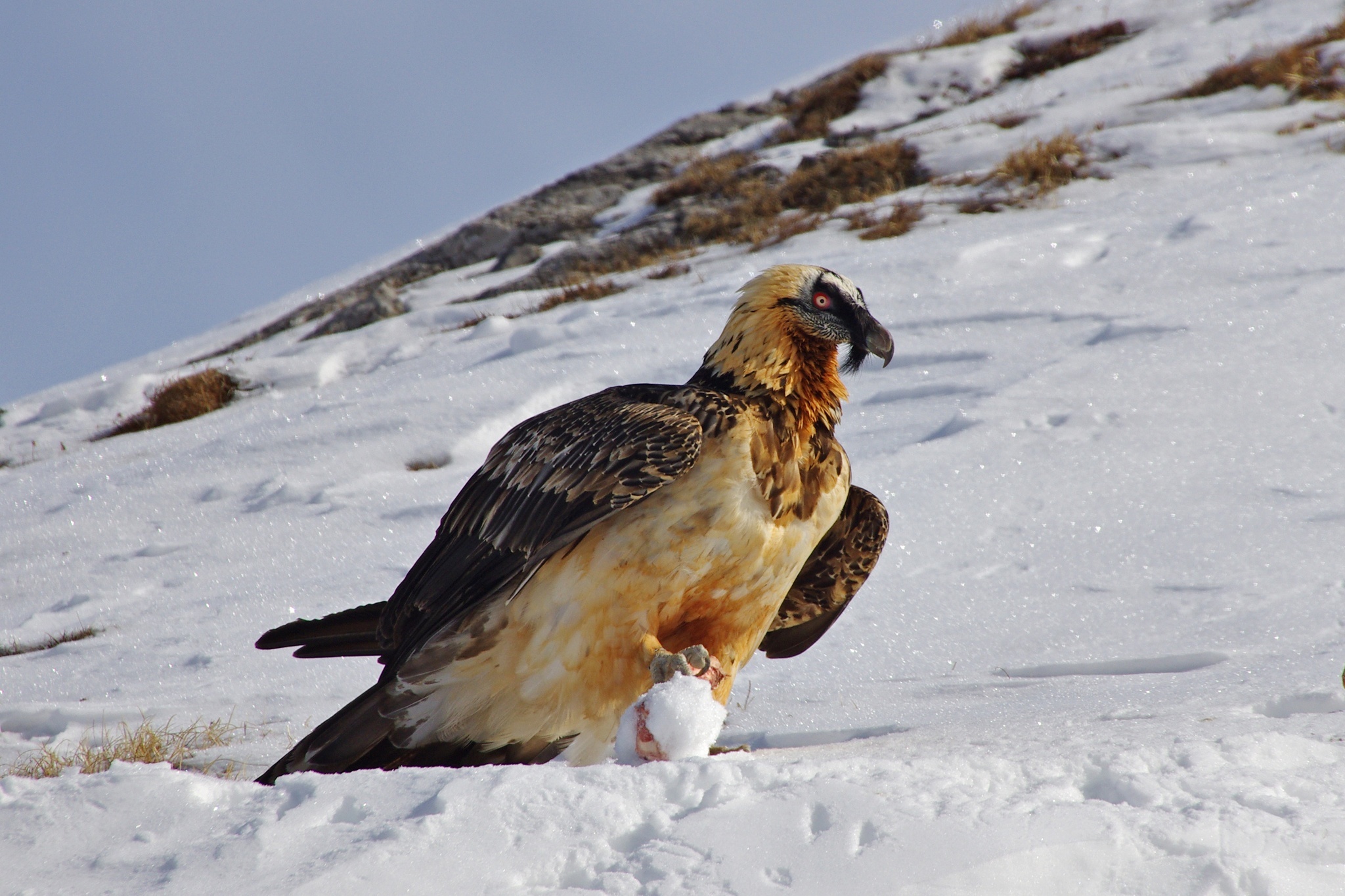 Bearded Vulture, Fauna, Vulture, Bearded Vulture, 2050x1370 HD Desktop