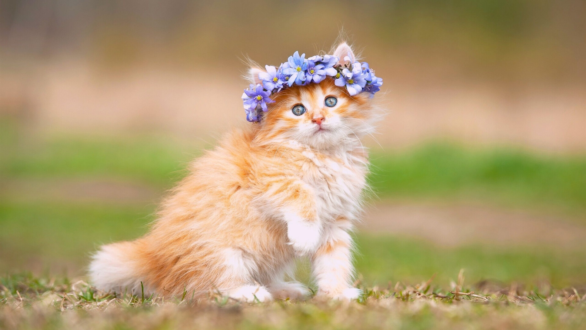 Maine Coon kitten, Beautiful cat wallpaper, Desktop, Mobile, Tablet, 1920x1080 Full HD Desktop