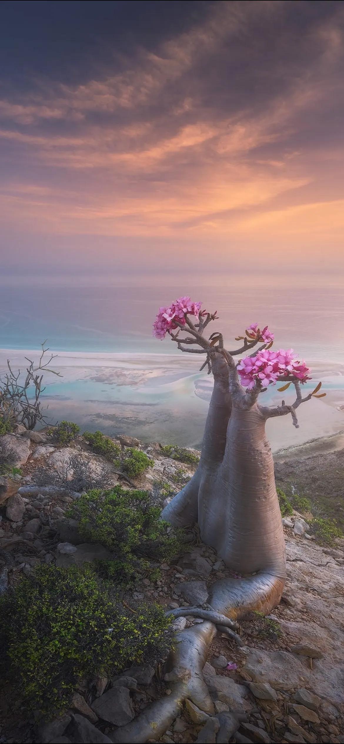 Dragon Blood Tree, Socotra Island, Yemen, Unique flora, 1170x2540 HD Phone