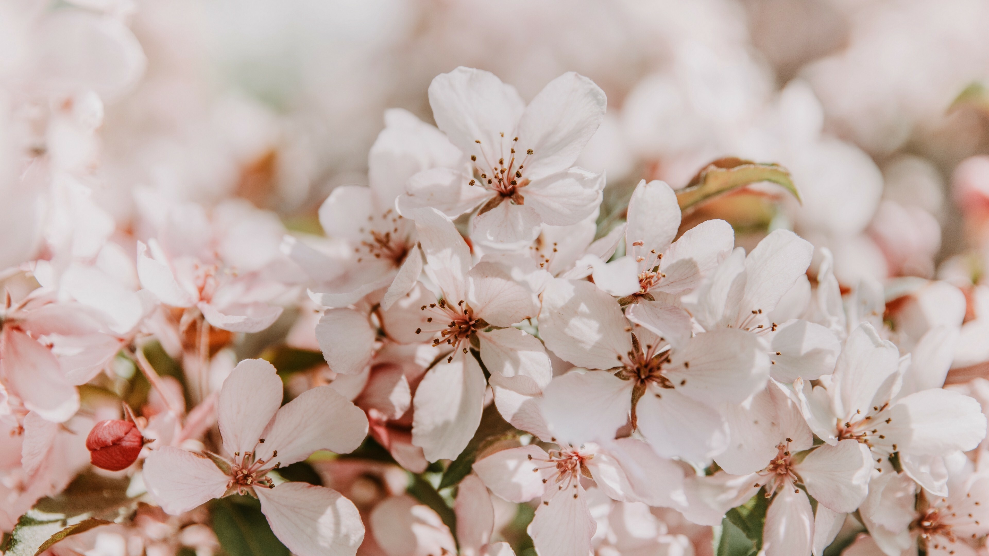 Sakura Blossom, Spring Wallpaper, 3840x2160 4K Desktop