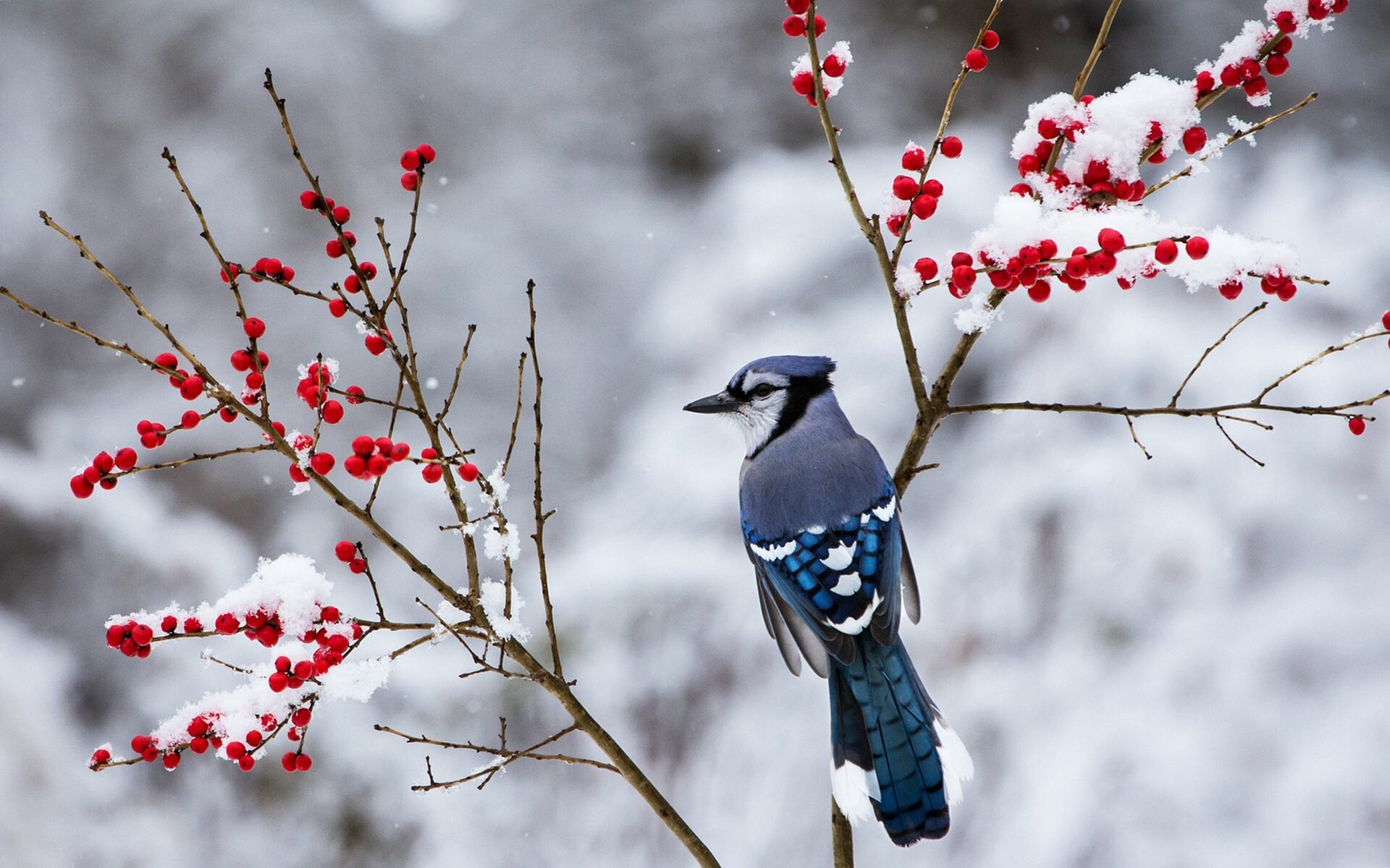 Beautiful snow bird wallpaper, Majestic avian beauty, Snowy landscape, Nature's marvel, 1920x1200 HD Desktop