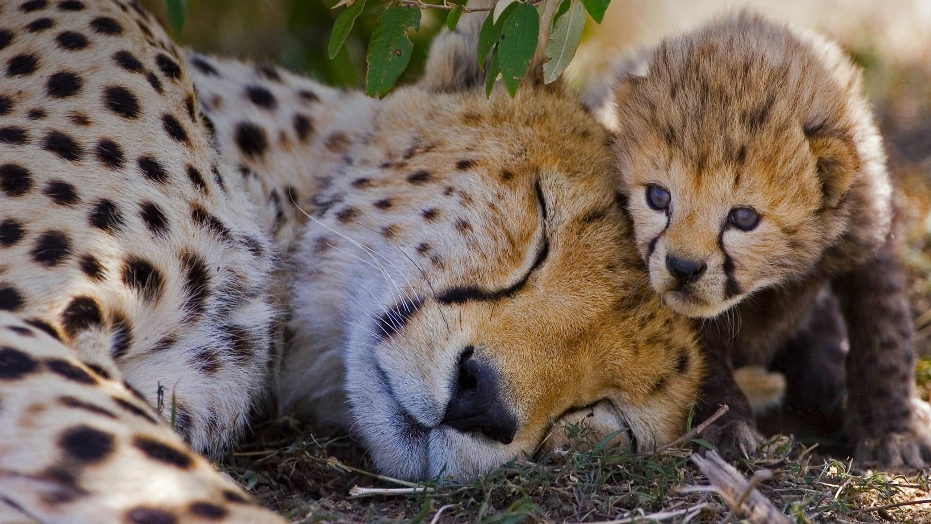 Chad, Travels, Cheetah cubs, 4K wallpapers, 1920x1080 Full HD Desktop