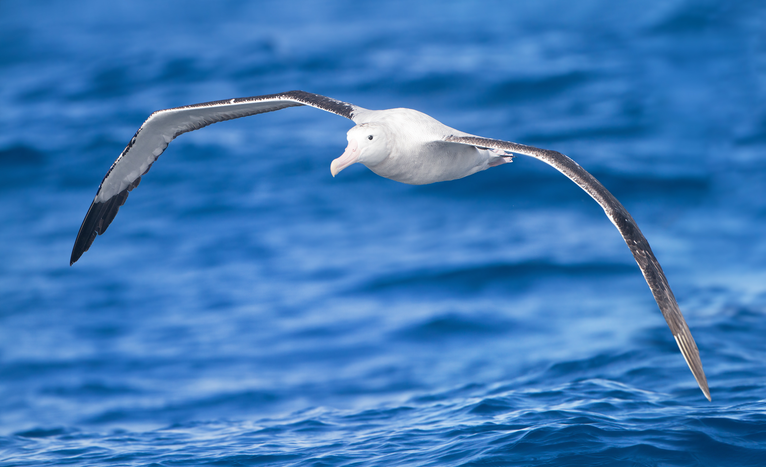 Albatross wallpapers, Stunning avian beauty, Majestic creatures, High-definition visuals, 2500x1530 HD Desktop