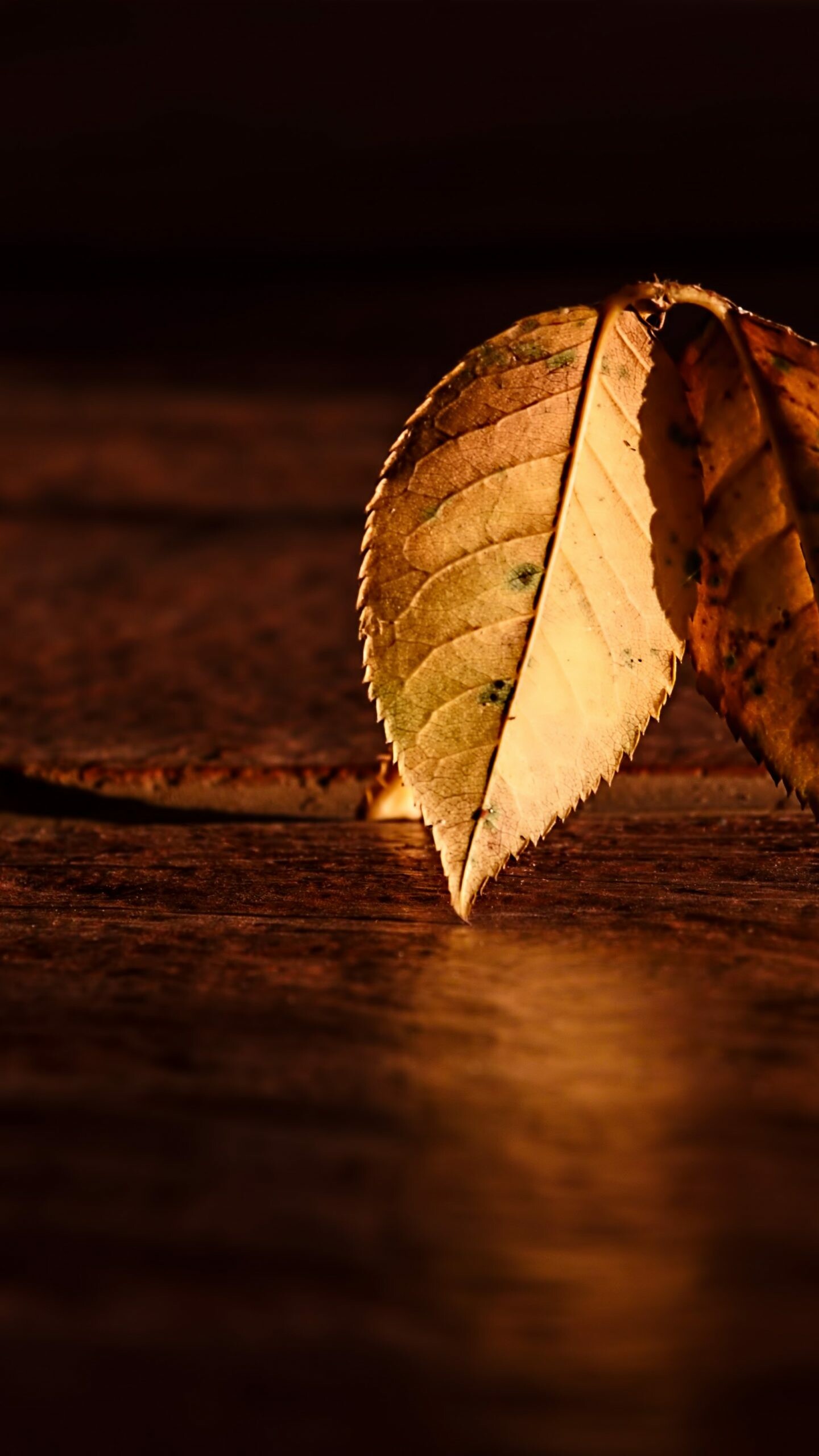 Autumn leaf, Orange wood, 4K wallpaper, Falling leaves, 1440x2560 HD Phone