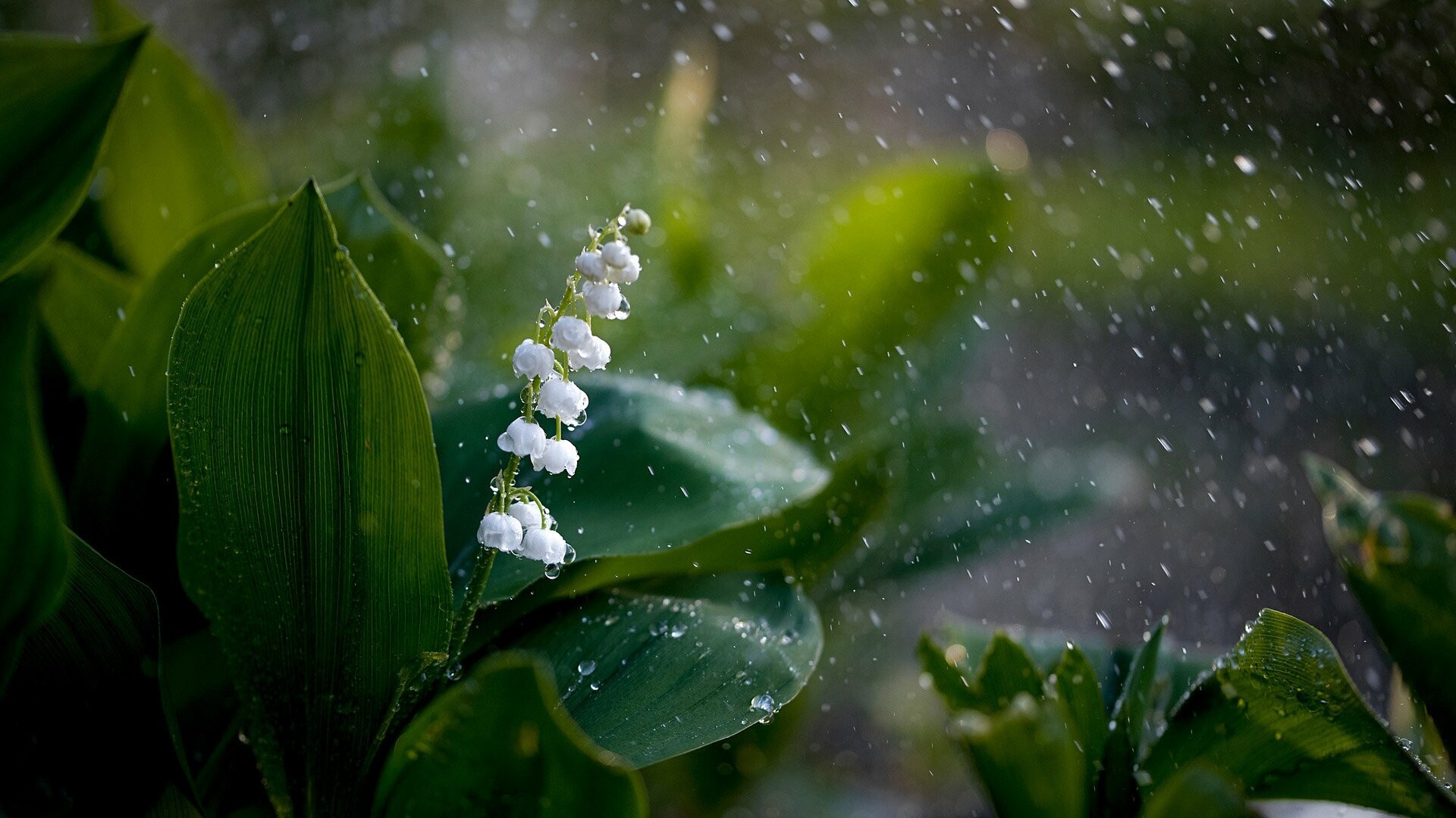 Rain, Lilies of the Valley Wallpaper, 1920x1080 Full HD Desktop