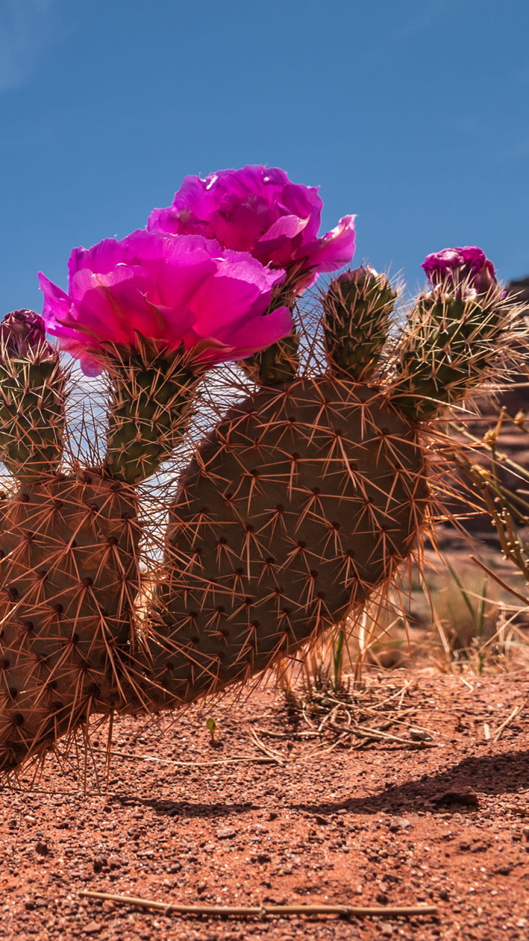 Cactus, iPhone wallpapers, Elegance and beauty, Botanical backgrounds, 1080x1920 Full HD Phone