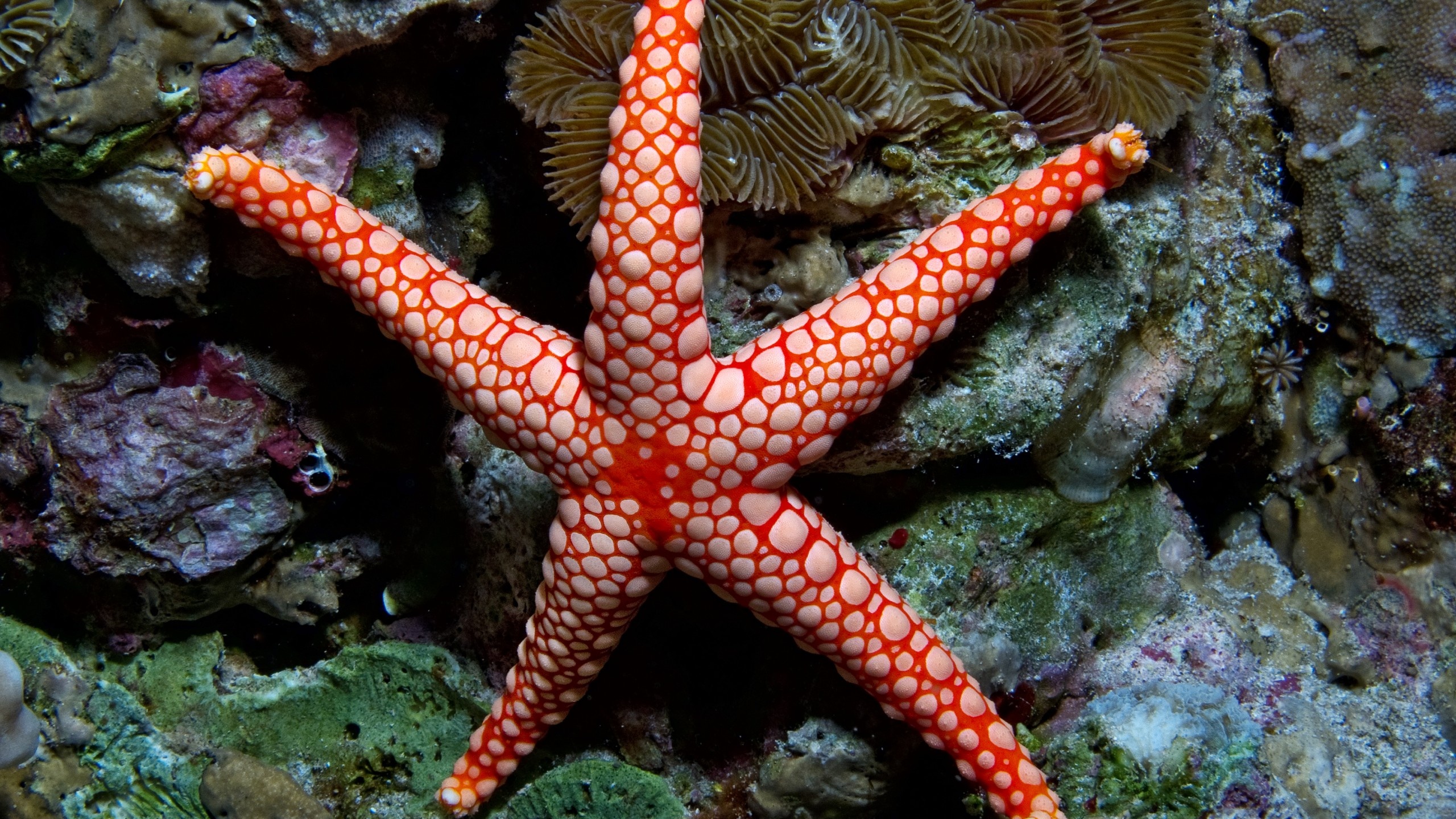 Fromia monilis wallpaper, Vibrant sea star photography, Indonesian diving paradise, Underwater tourism destination, 2560x1440 HD Desktop