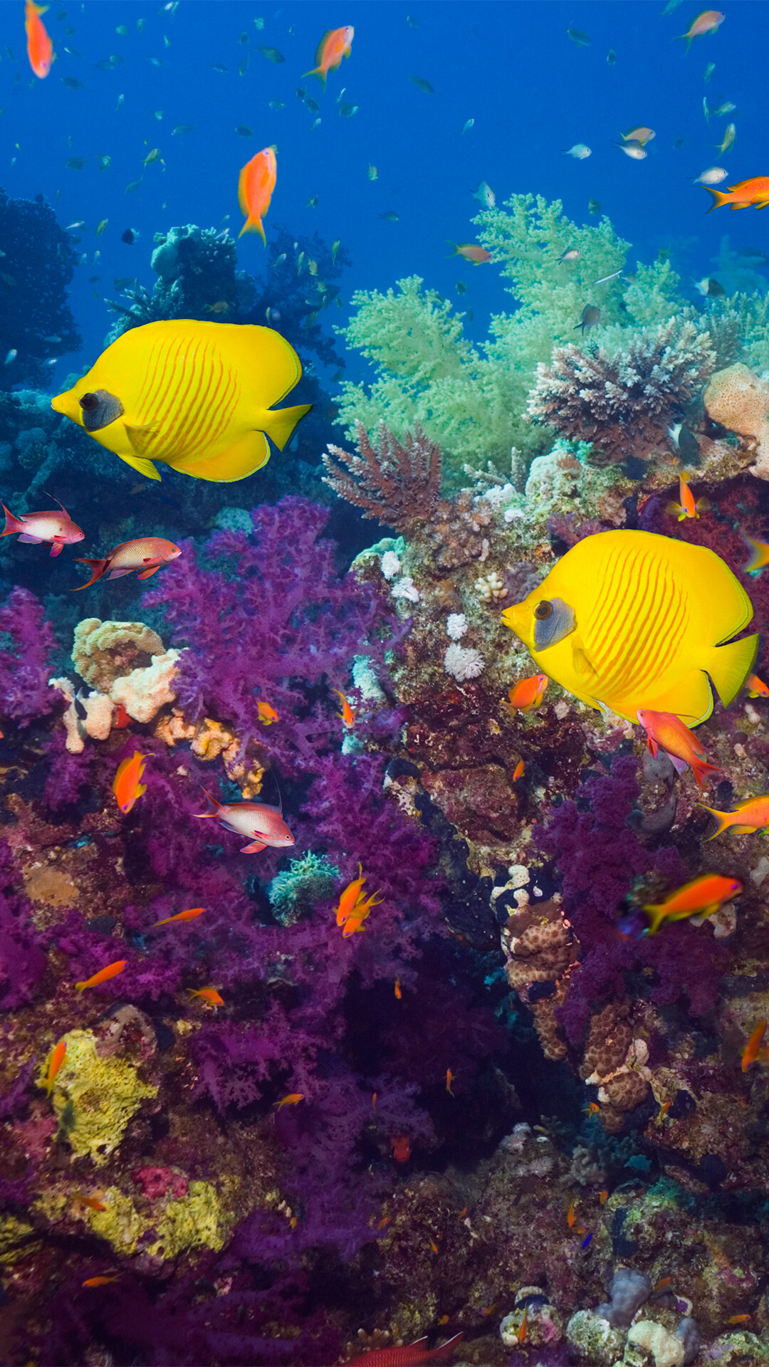 Golden butterflyfish beauty, Red Sea wonder, Windows 10 spotlight, Coral reef magic, 1080x1920 Full HD Phone