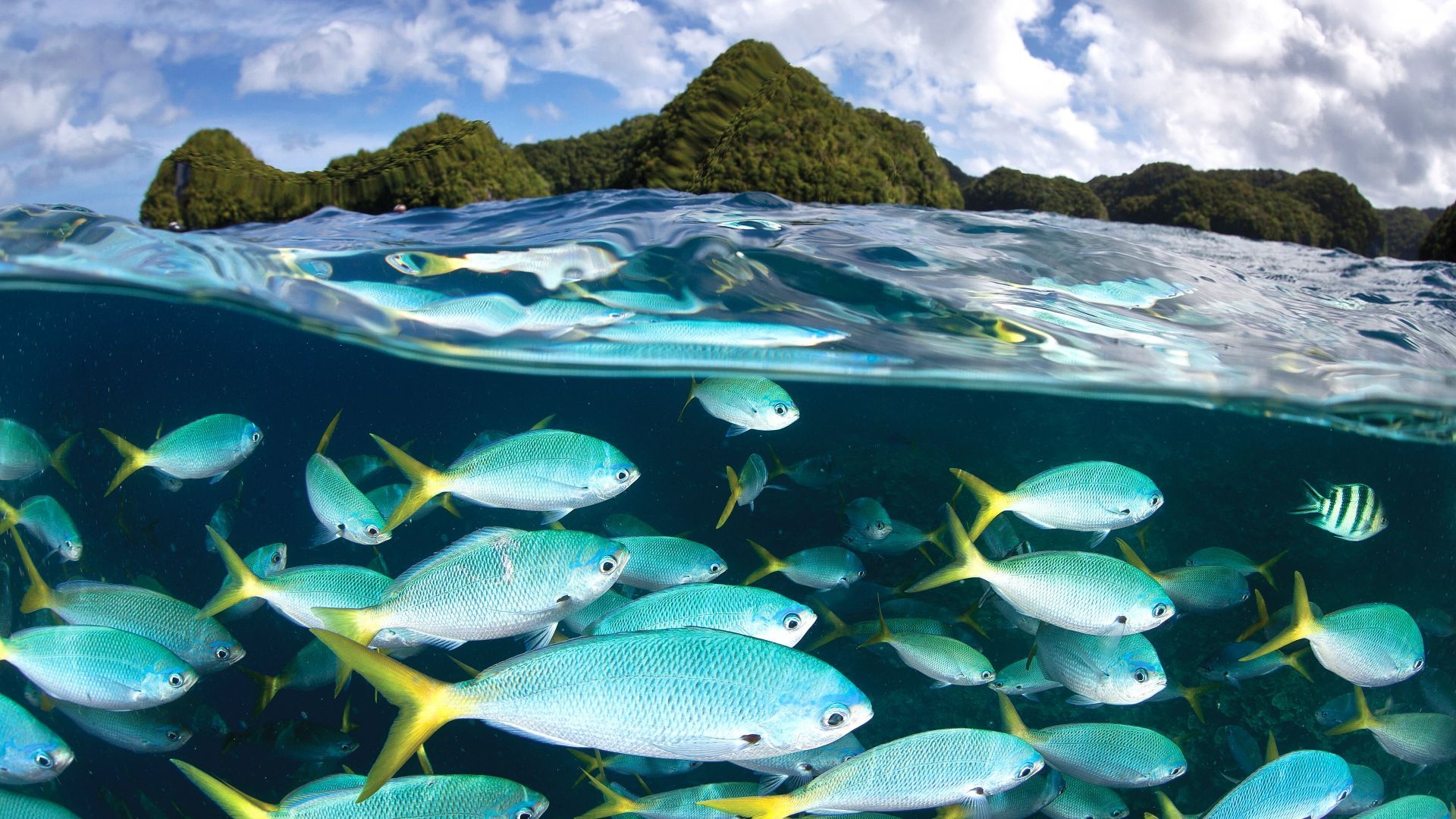 Palau scuba diving, Underwater wonders, Diving center, Marine exploration, 1920x1080 Full HD Desktop