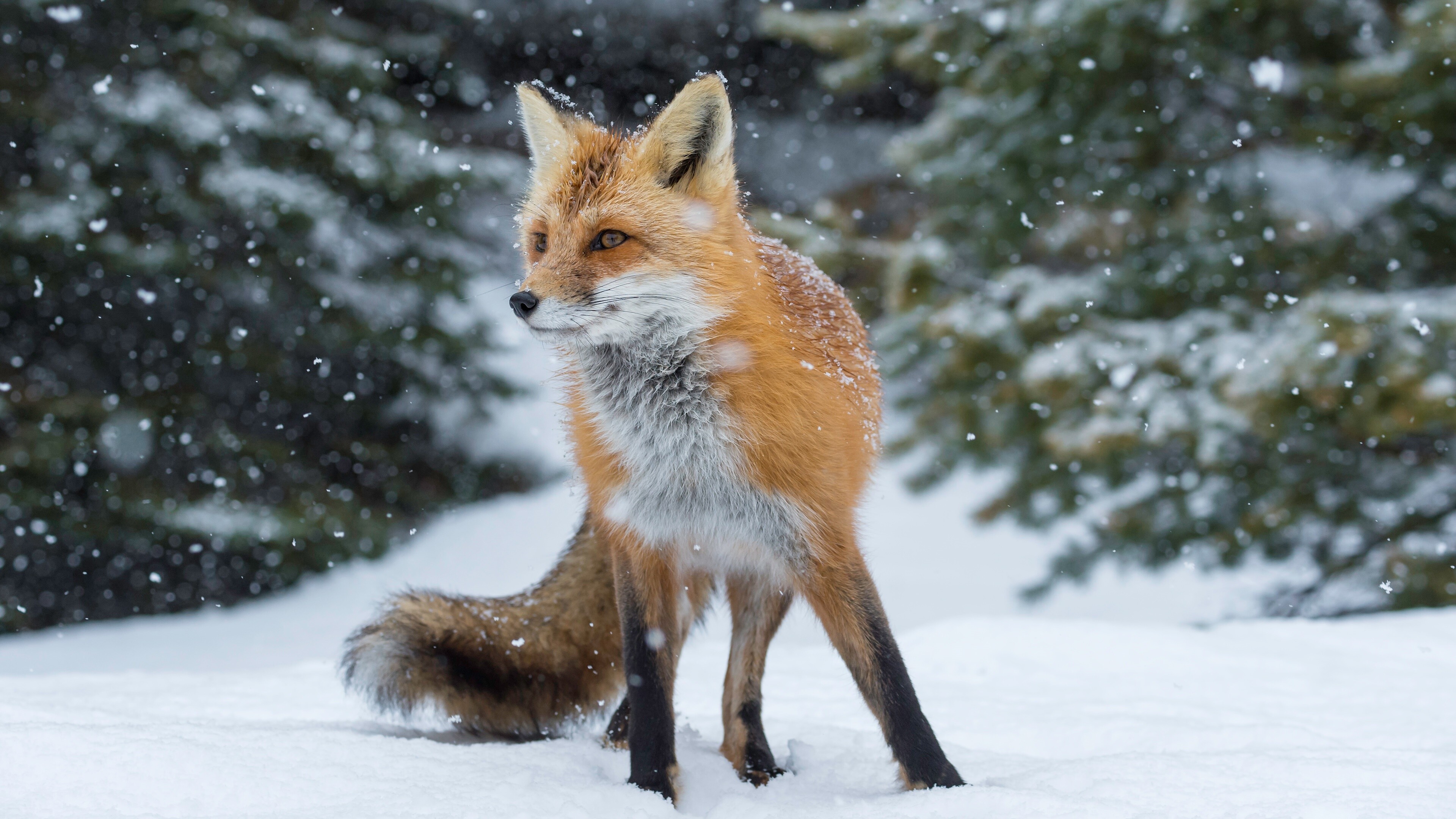 Fox, Light snowfall, 4K wallpaper, Tranquil scene, 3840x2160 4K Desktop