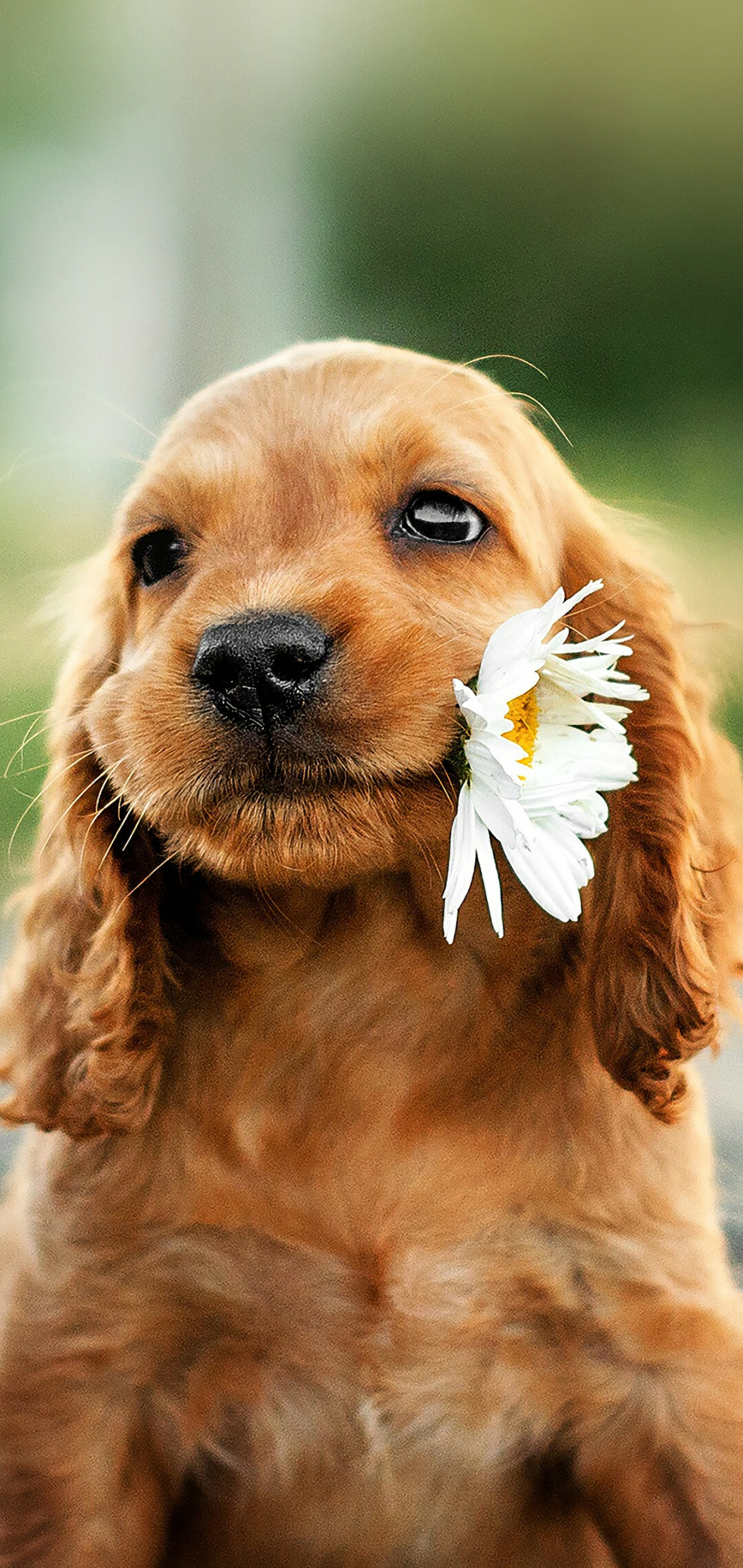 Stunning iPhone puppy wallpapers, Mobile bliss, 1080x2280 HD Phone