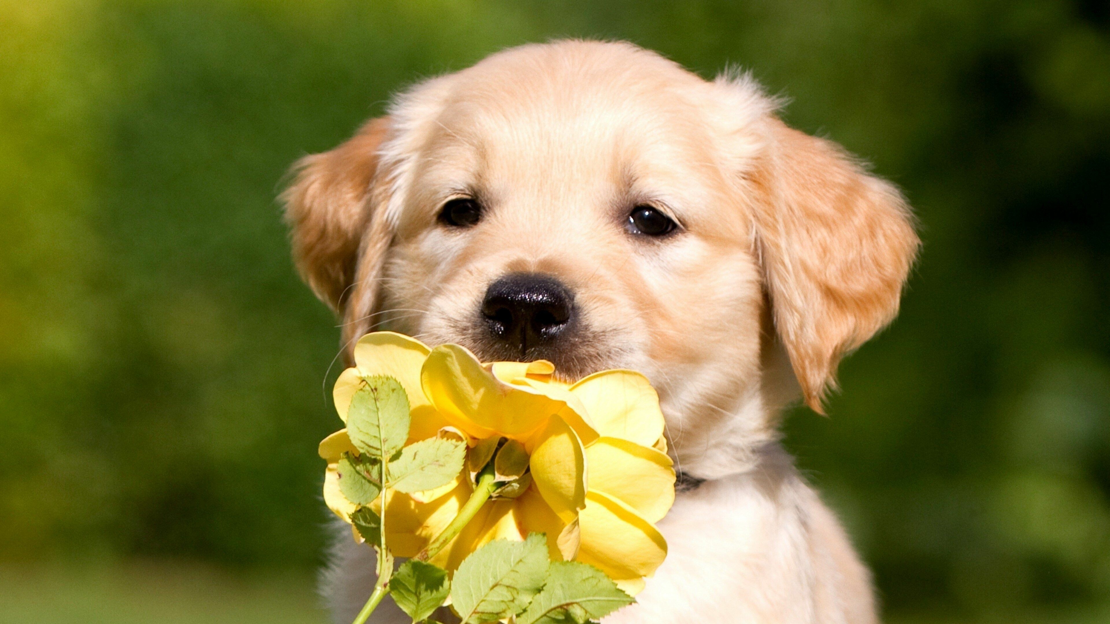 Labrador, Puppies Wallpaper, 3840x2160 4K Desktop