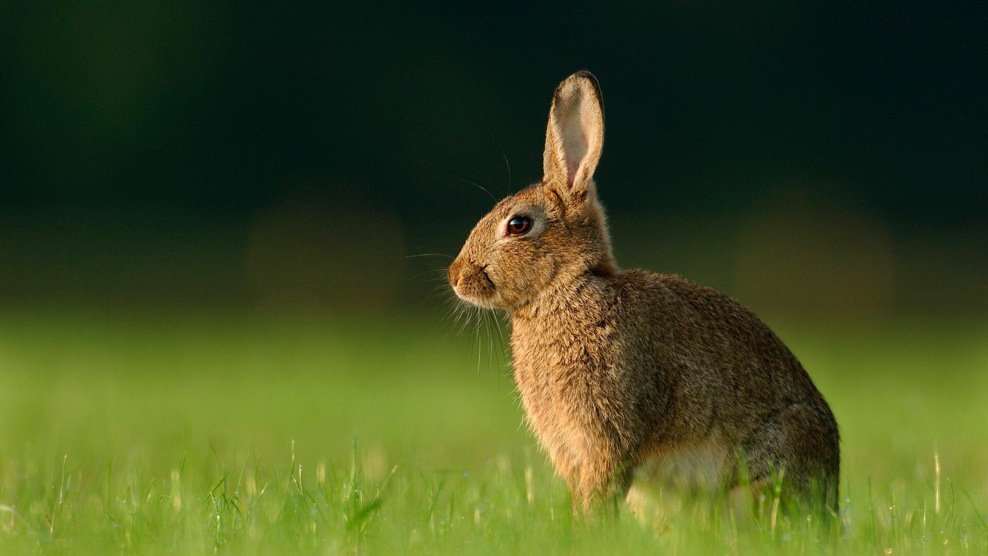 Wild rabbit, Rabbits Wallpaper, 1920x1080 Full HD Desktop