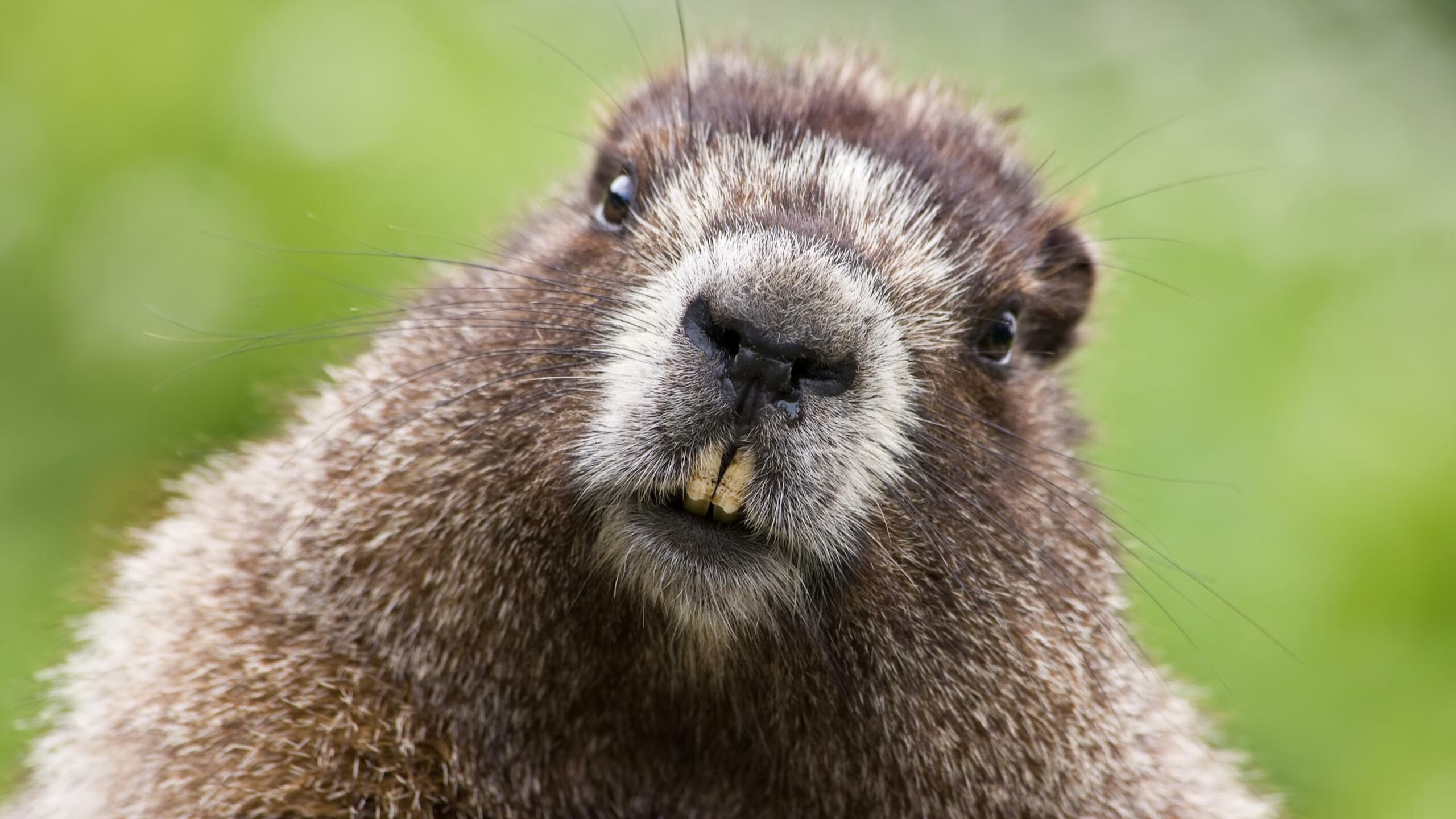 Free groundhog pictures, Online post, Cute groundhog image, Nature photography, 2560x1440 HD Desktop