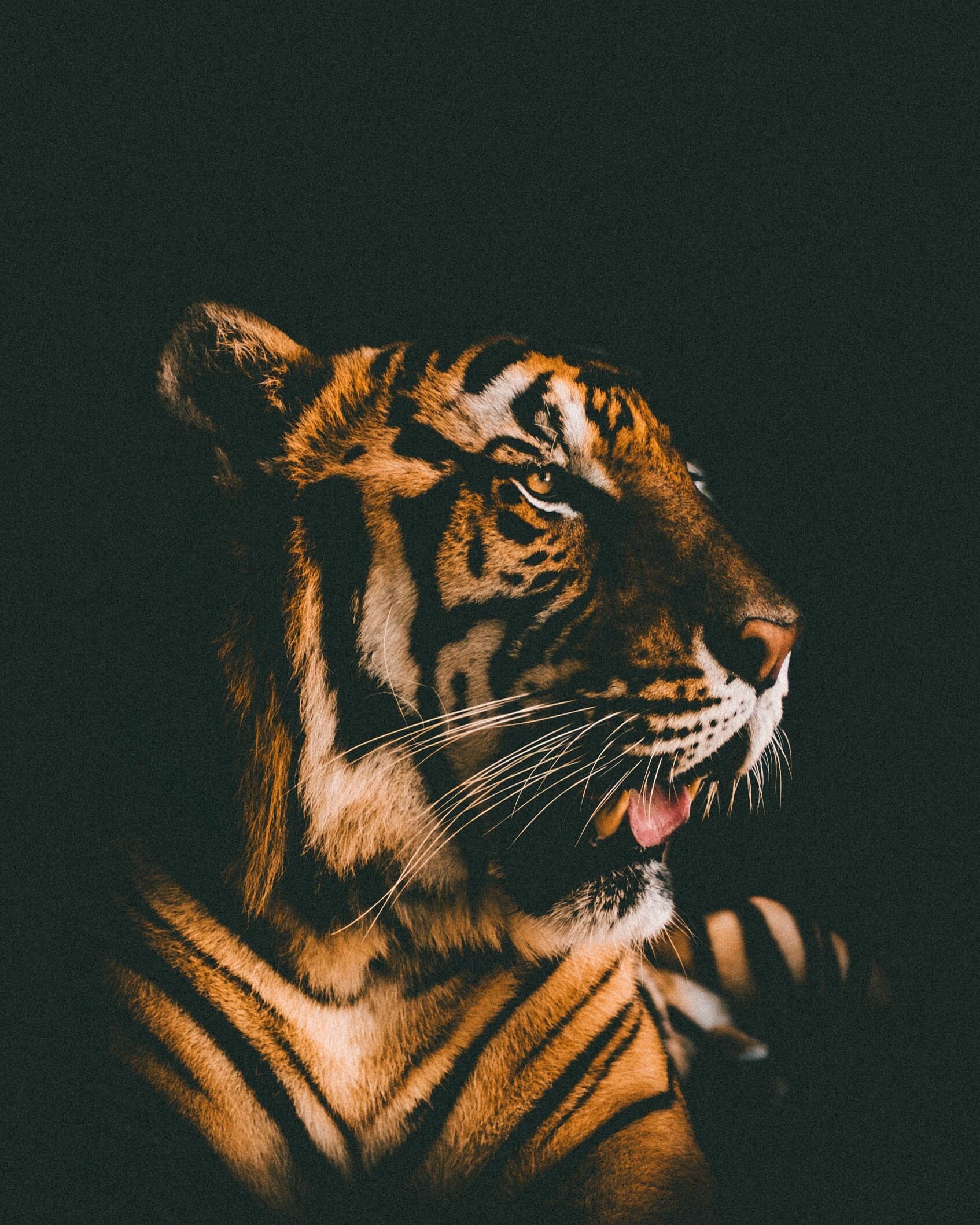 4K HD tiger, Breathtaking backgrounds, Striped symphony, Wildlife wonder, 1700x2120 HD Phone