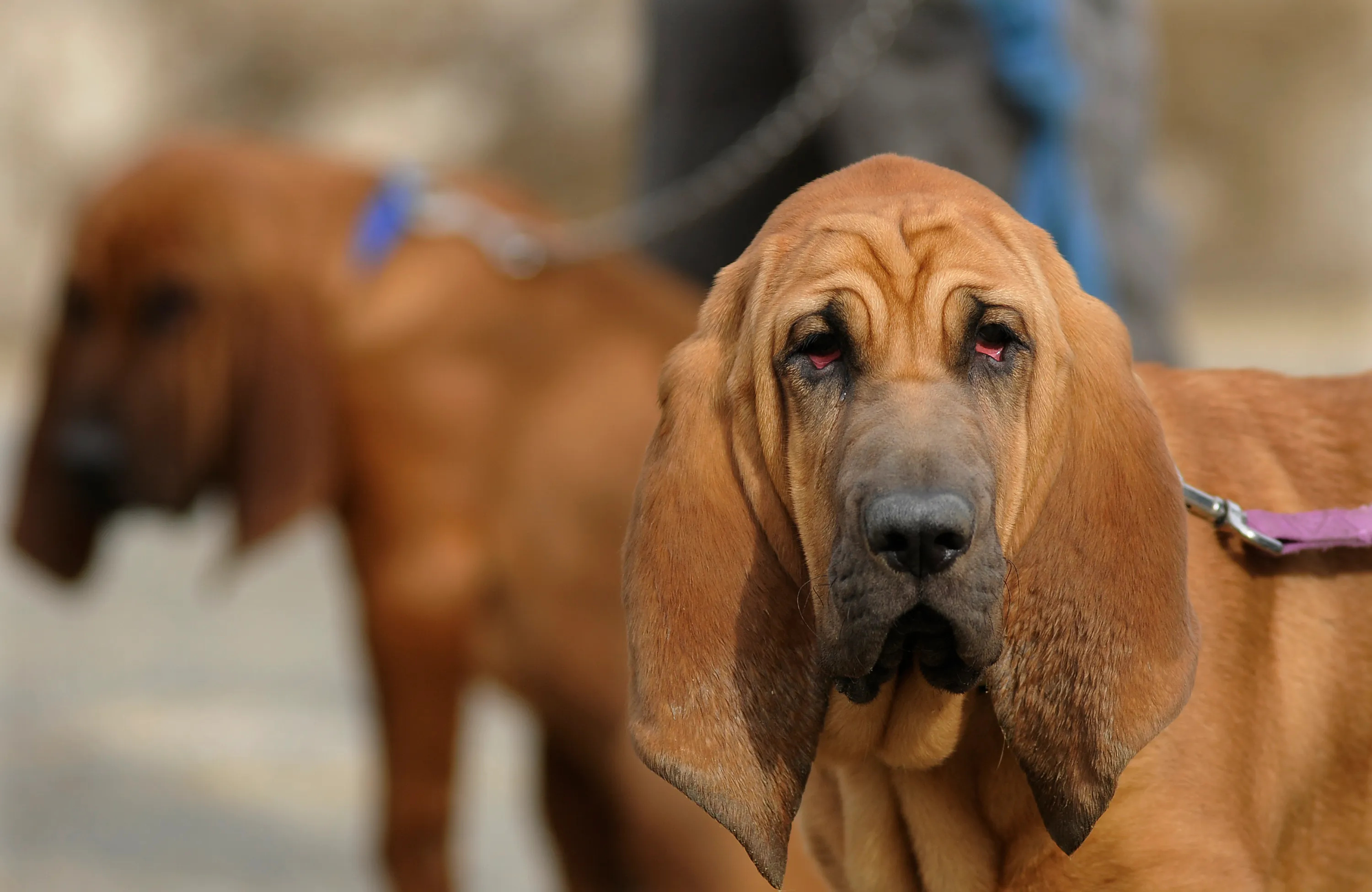 Bloodhound, Police work, Tracking abilities, Canine champions, 3000x1960 HD Desktop