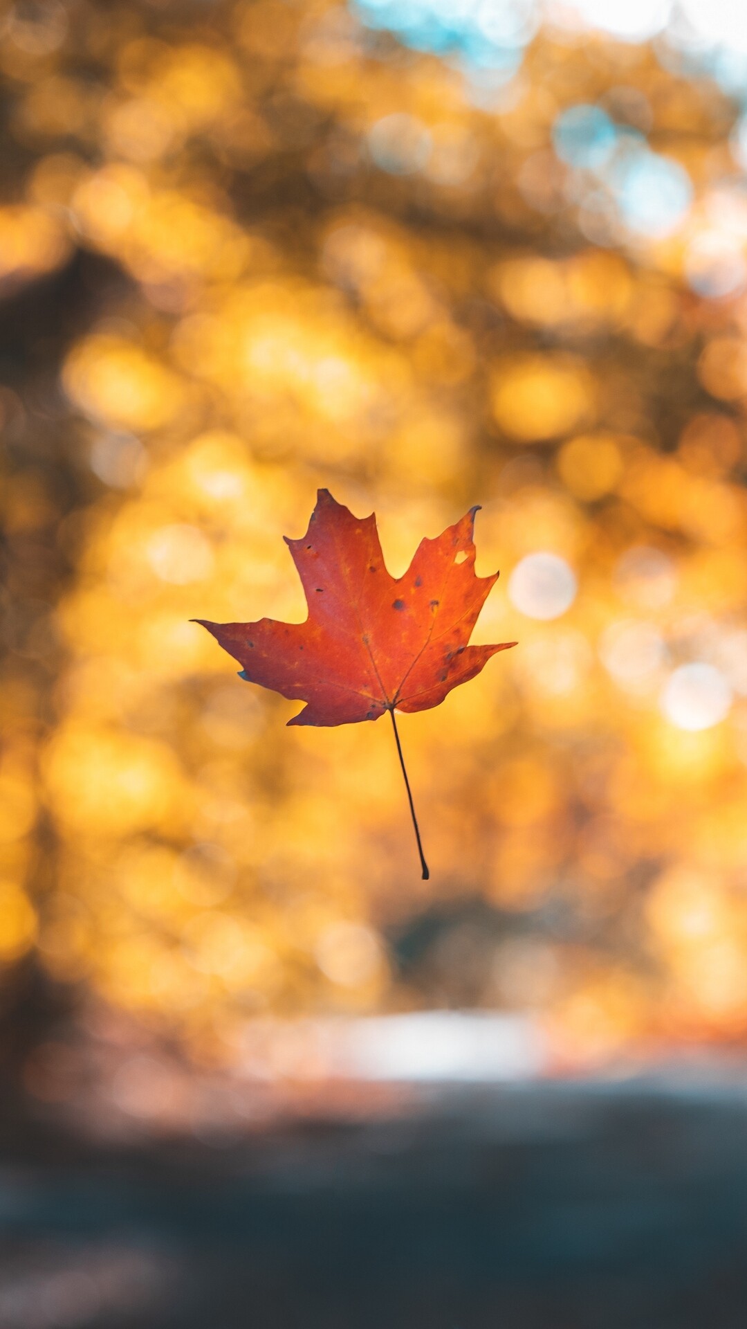 Maple leaf in autumn, Vibrant beauty, Seasonal wallpaper, Nature's wonder, 1080x1920 Full HD Phone