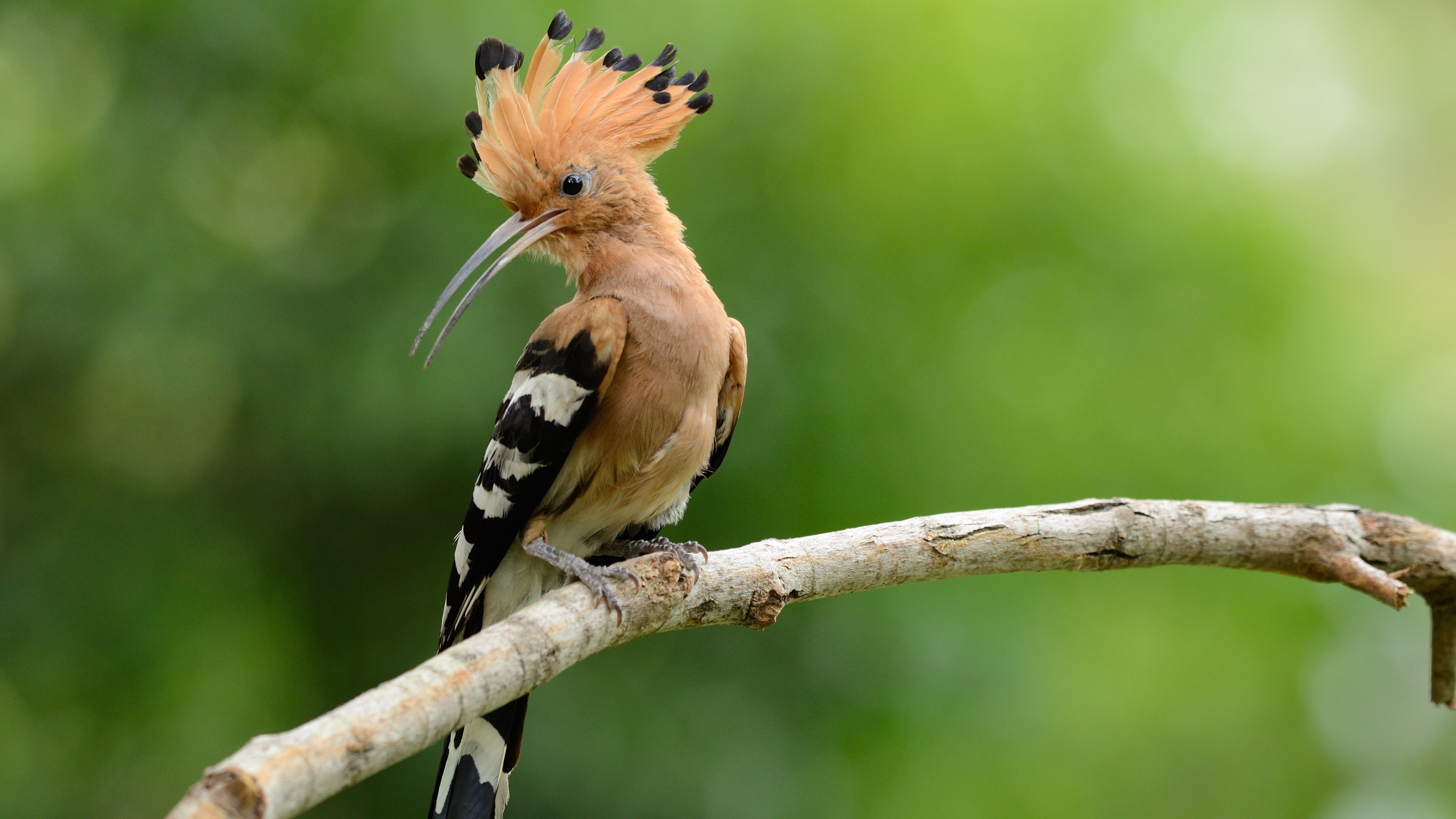 Eurasian hoopoe, Woodpecker Wallpaper, 3840x2160 4K Desktop