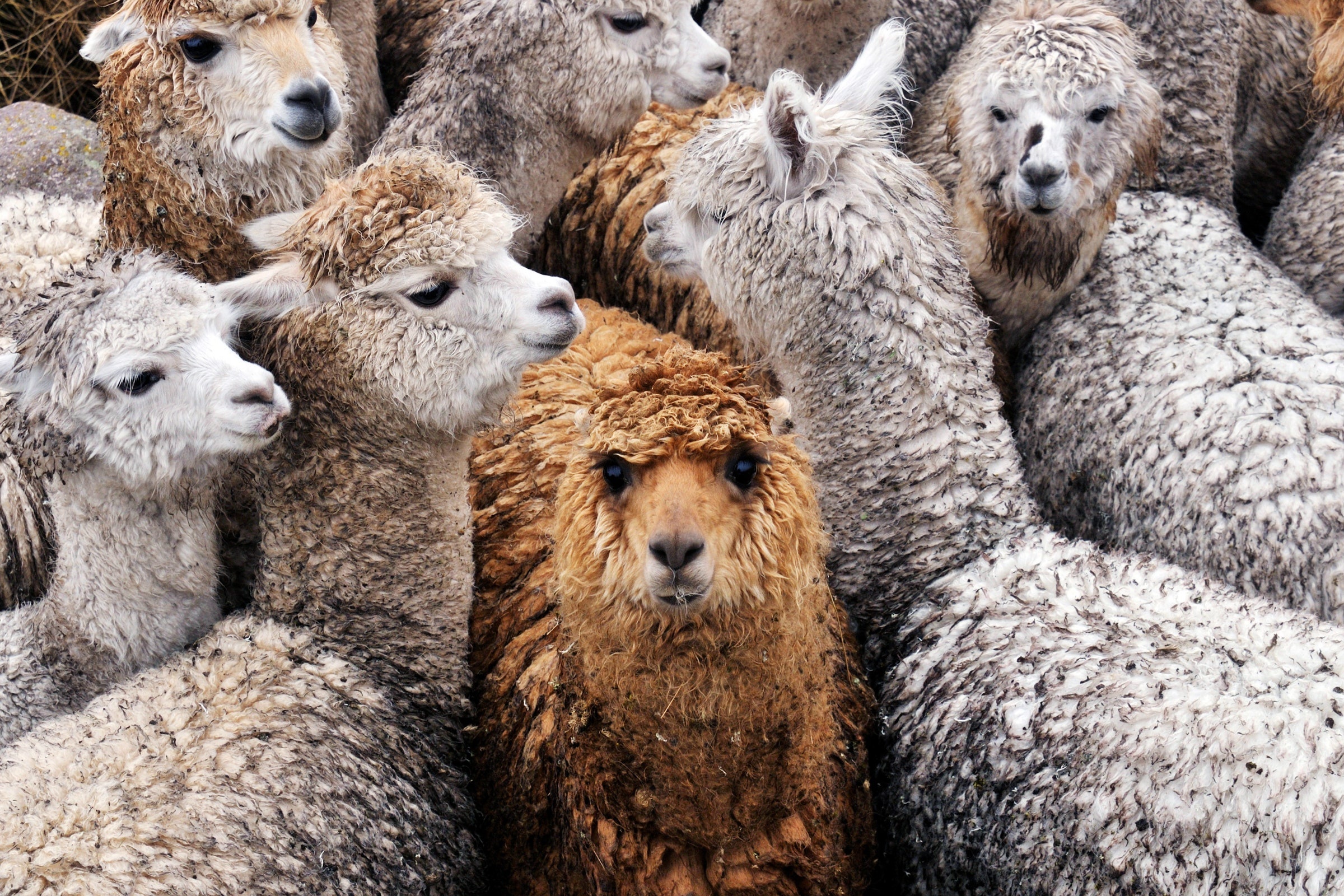 Herd, Alpacas Wallpaper, 2400x1600 HD Desktop