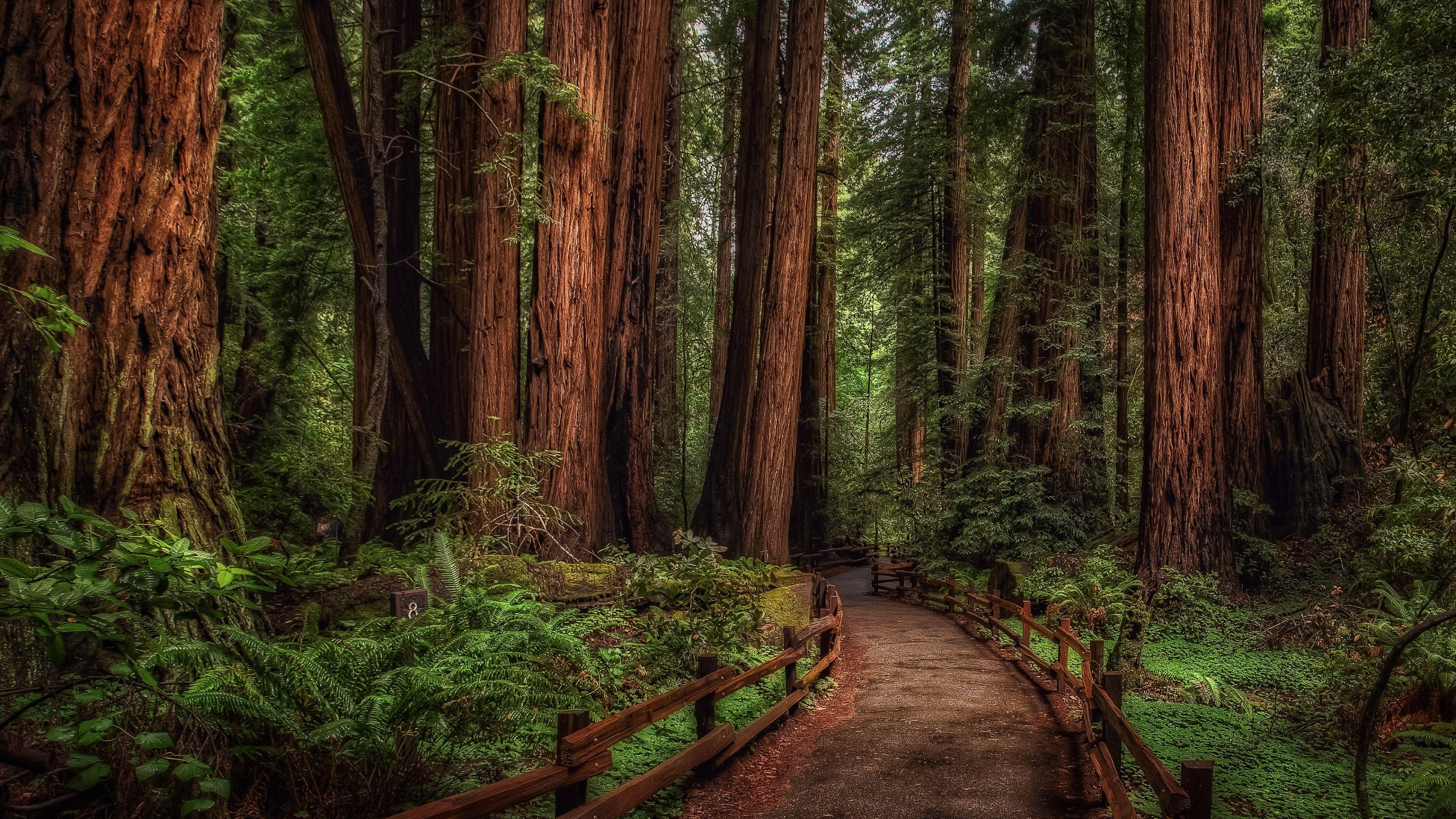 Redwood National Park, Cedar Trees Wallpaper, 3840x2160 4K Desktop