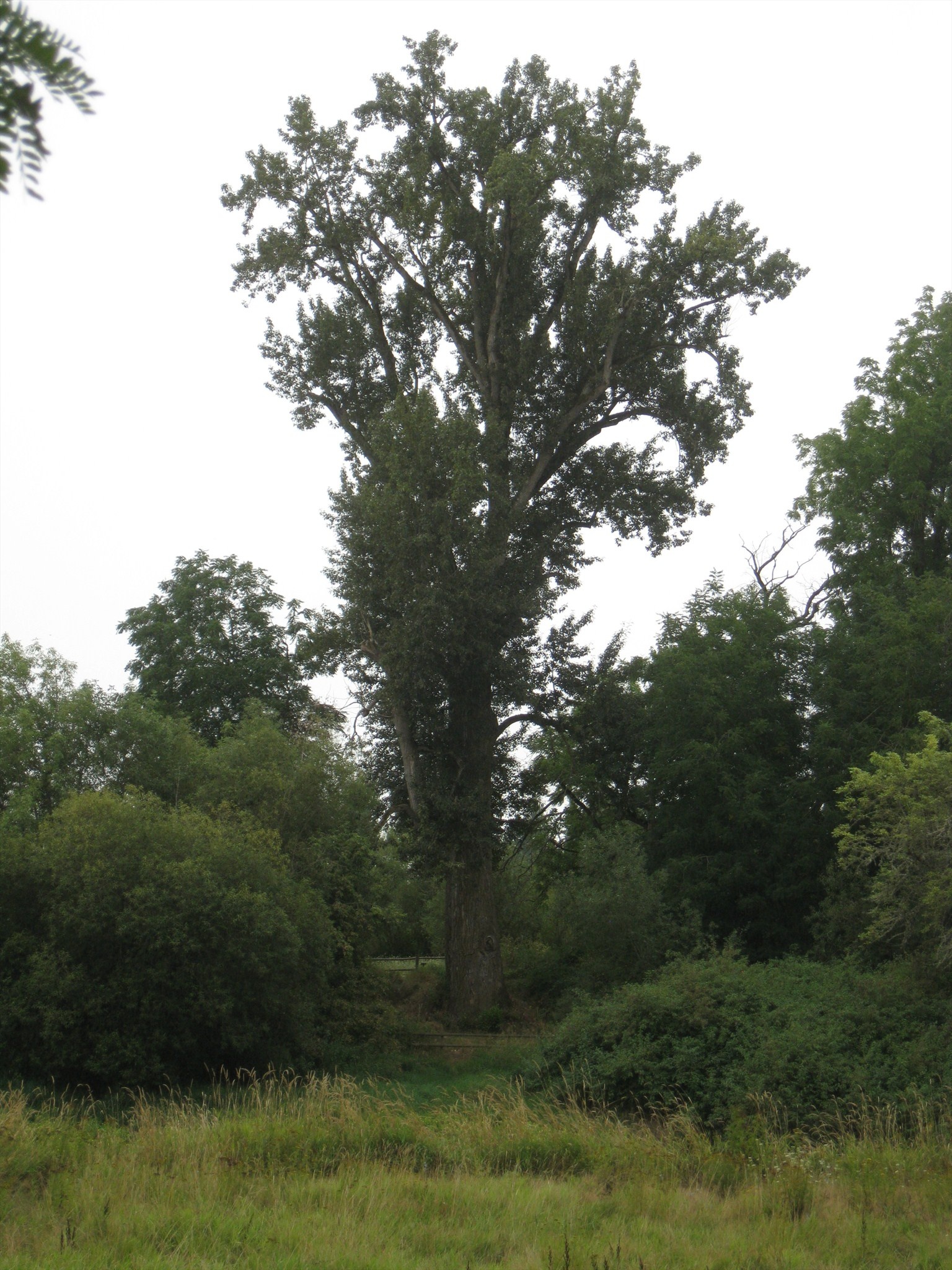 Largest black cottonwood, United States record, Marion County, Exceptional trees, 1540x2050 HD Phone