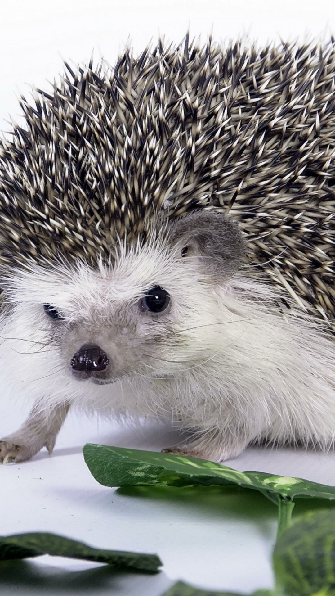 Hedgehog, Cuteness overload, Adorable quills, Captivating expressions, 1080x1920 Full HD Phone