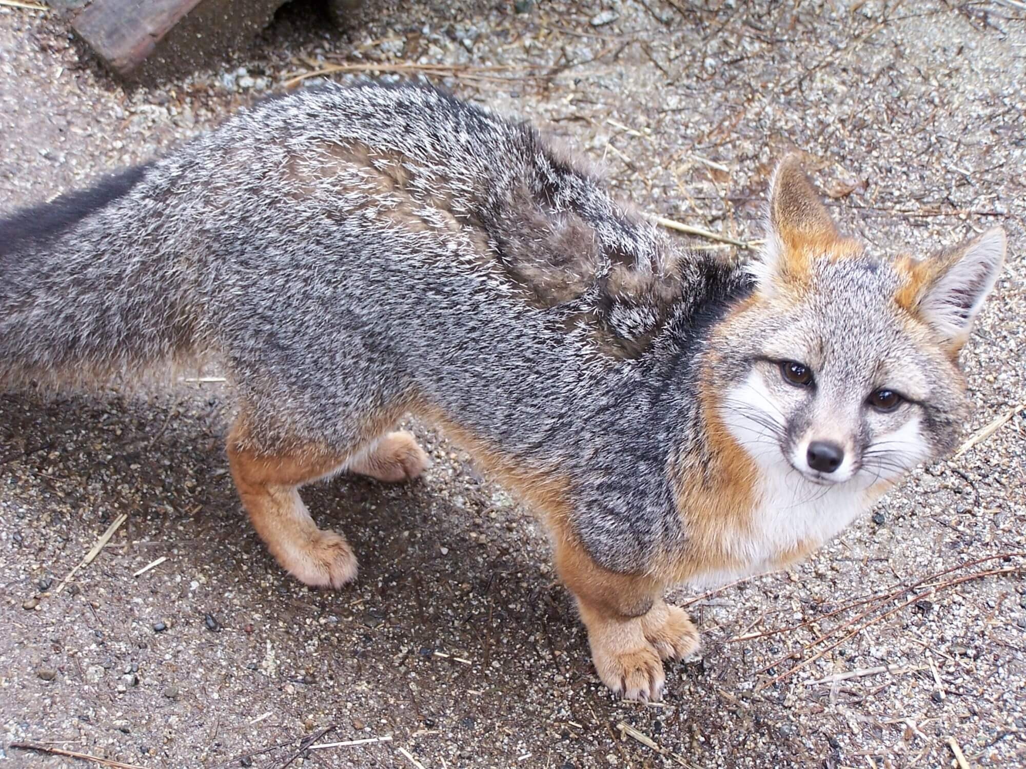 Gray Fox, Wildlife rehabilitation center's images, Stunning fox portraits, Natural beauty of the gray fox, 2000x1500 HD Desktop