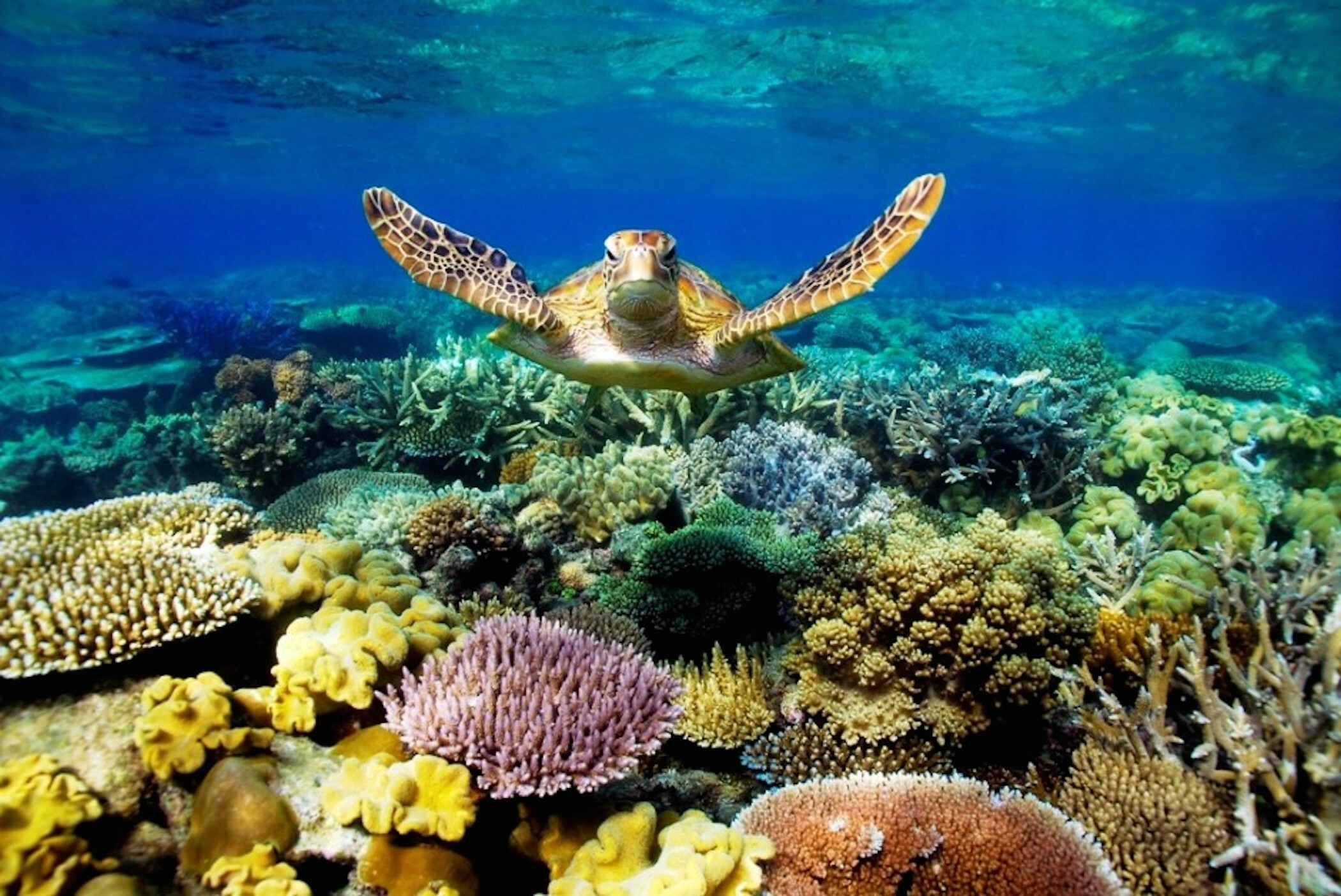 Turtle, Coral Reefs Wallpaper, 2100x1410 HD Desktop