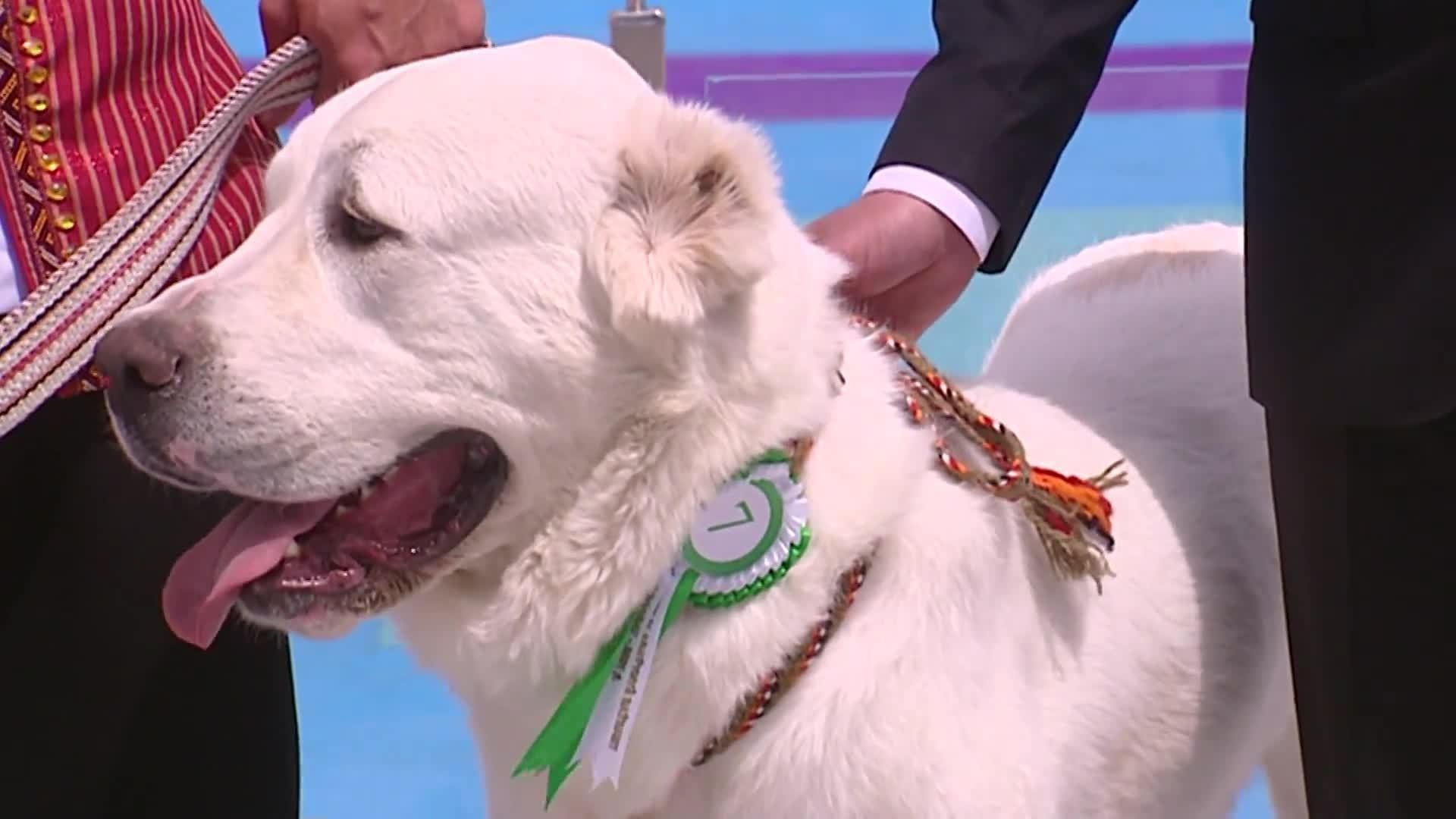 Alabai, Turkmenistan, Public holiday, Alabai dog celebration, 1920x1080 Full HD Desktop