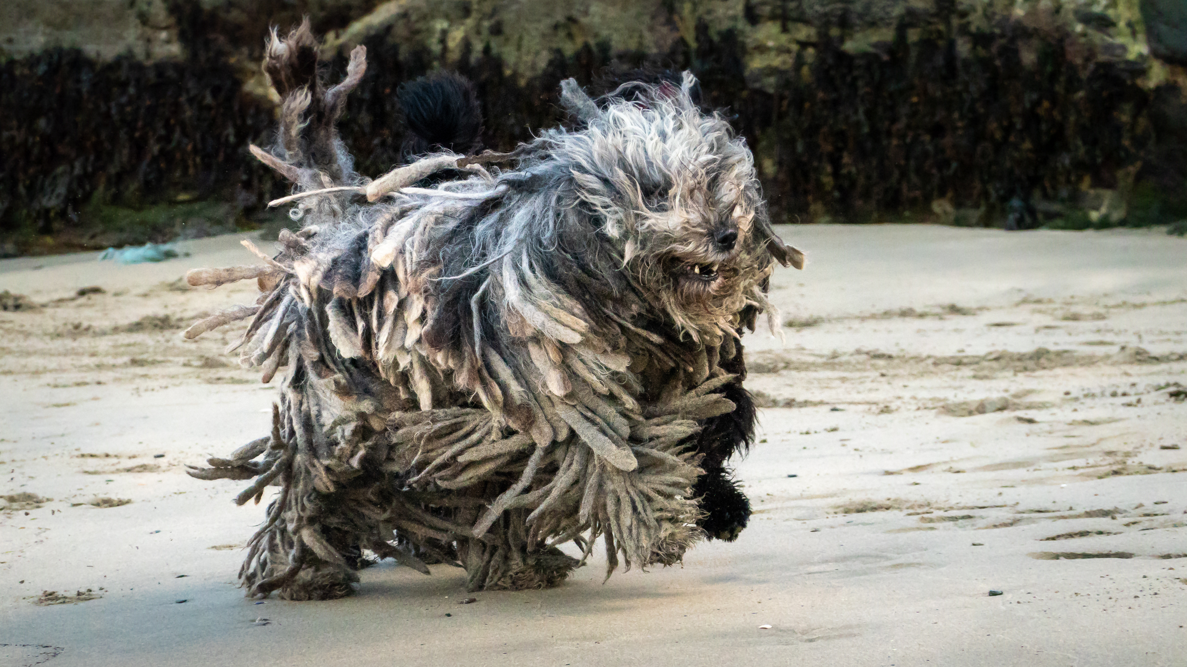 Bergamasco, Shepherd, Mark Galer, Animal, 3840x2160 4K Desktop