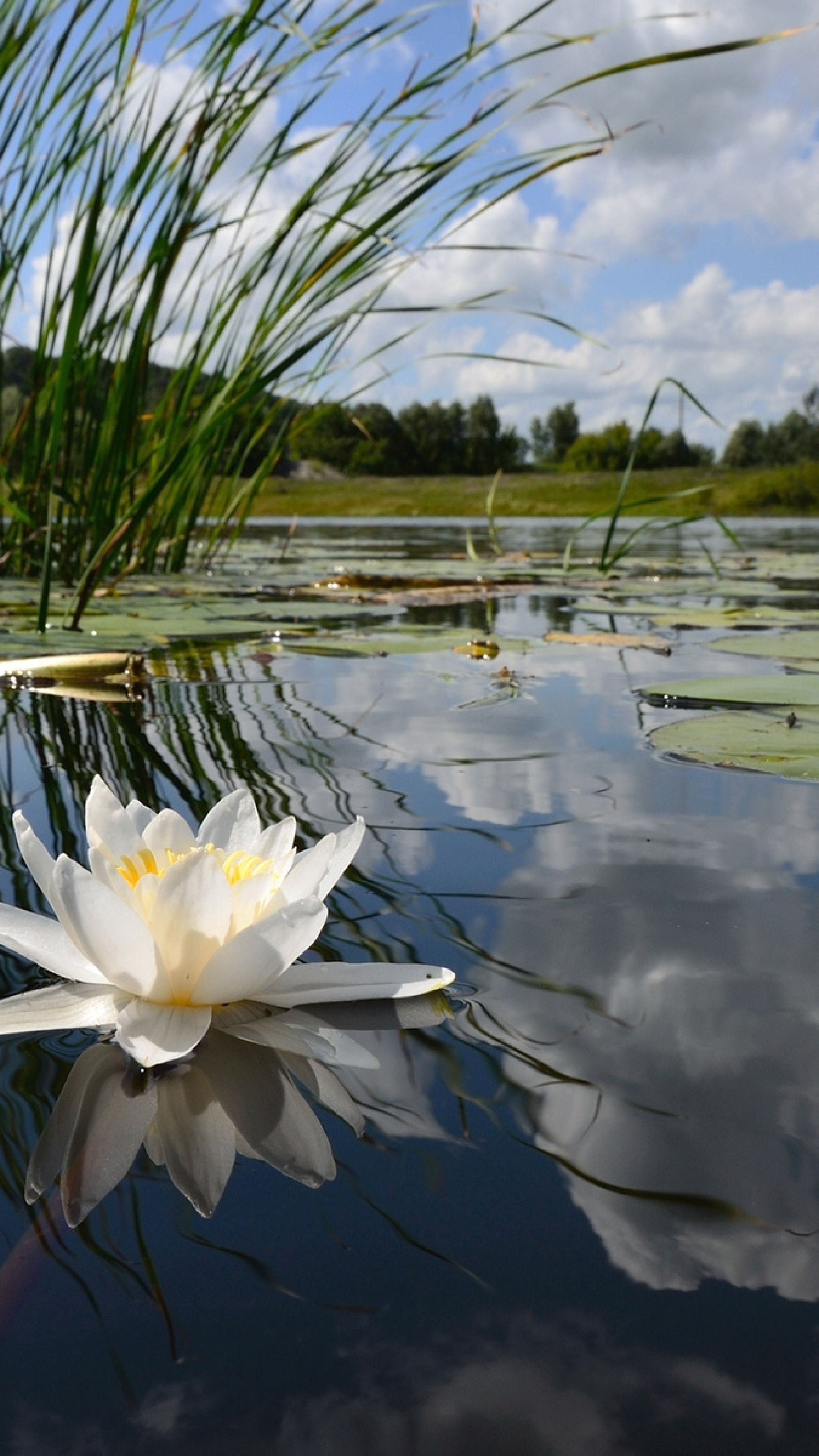 Nature, water lily, lake reflection, clouds, 2160x3840 4K Phone