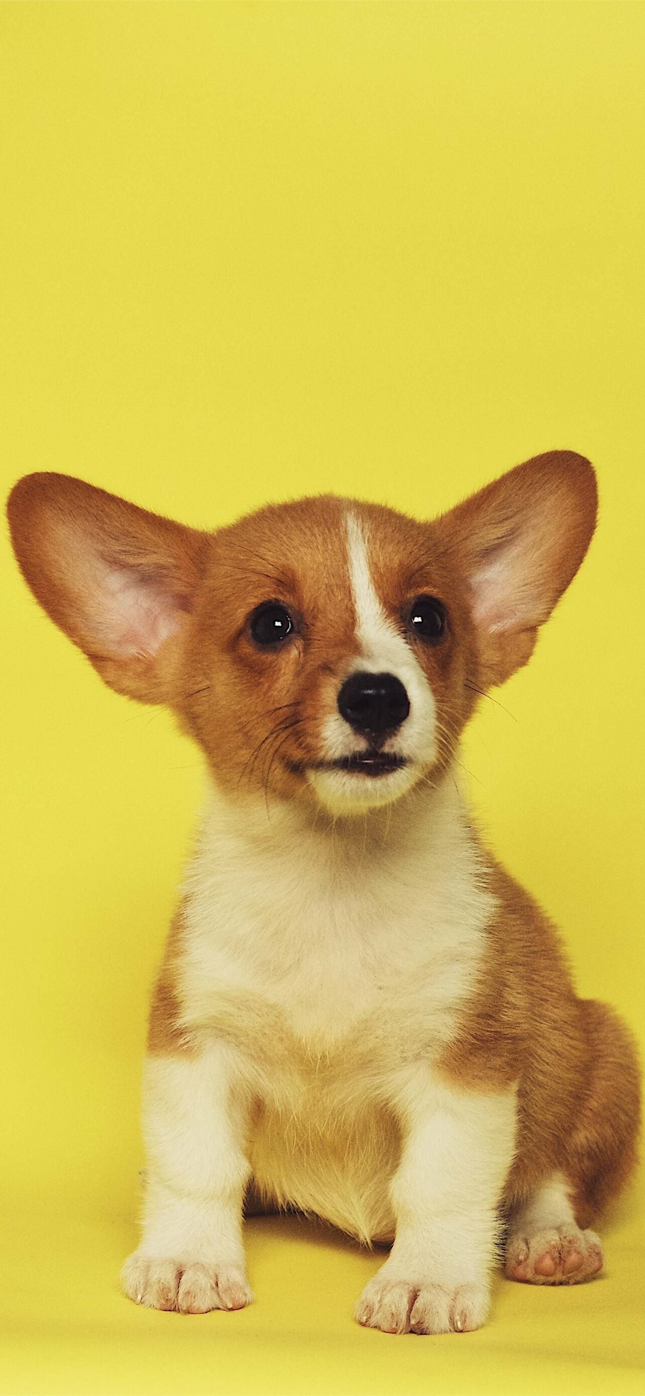 Corgi, Puppies, iPhone HD wallpapers, Latest designs, 1290x2780 HD Phone