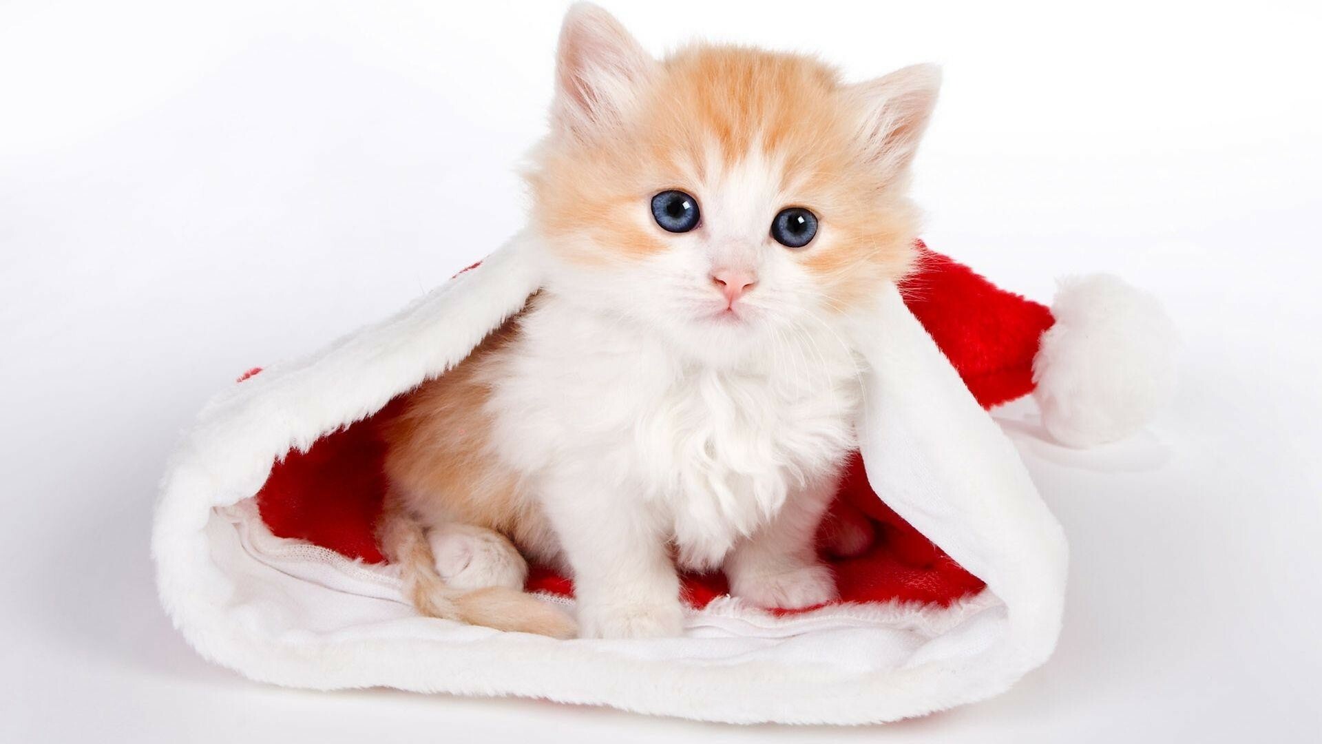 HD kitten wallpaper, Furry companions, Paws for happiness, Desktop delight, 1920x1080 Full HD Desktop