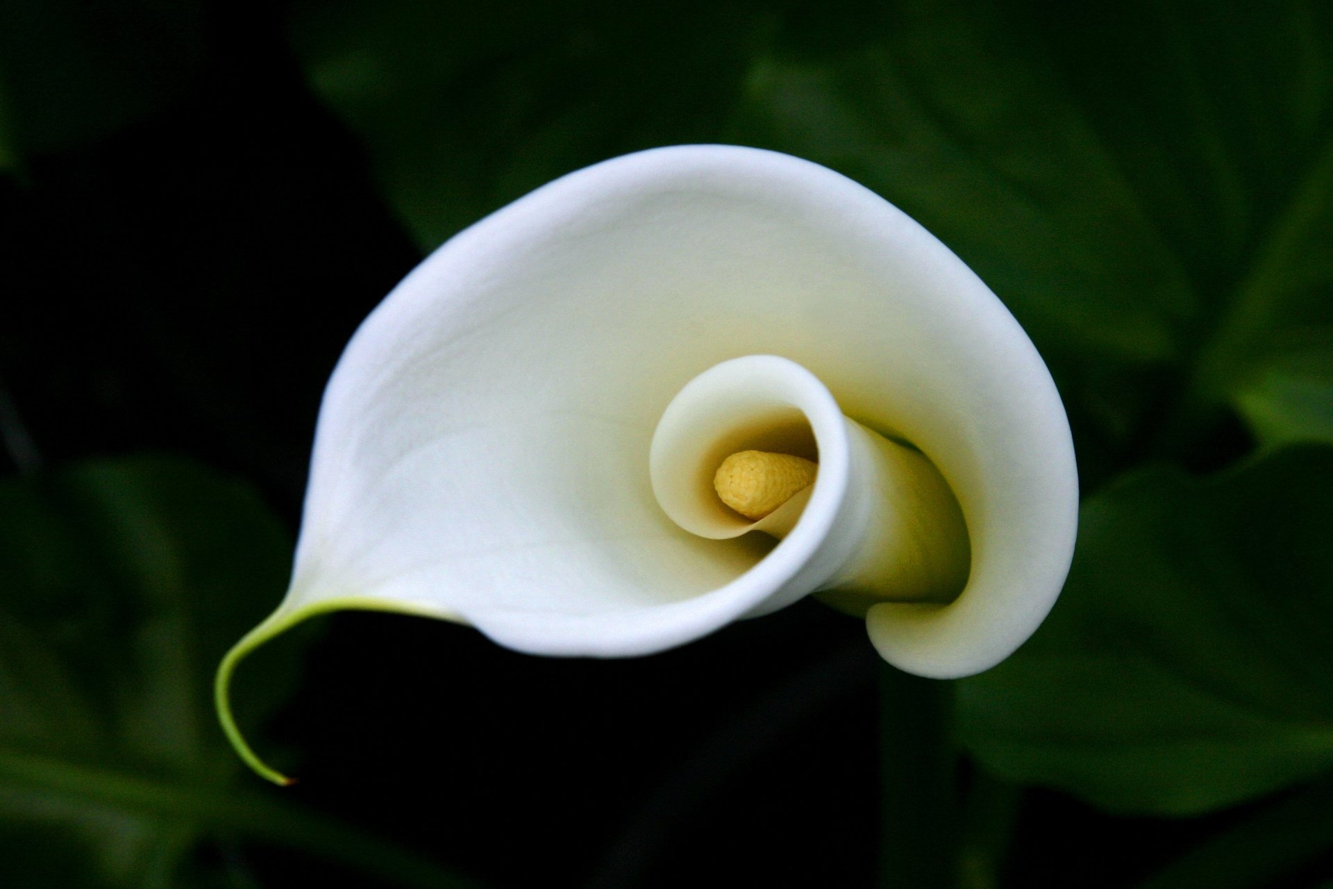 Calla Lily, 4K Ultra HD wallpapers, Stunning blooms, Vibrant colors, 1920x1280 HD Desktop