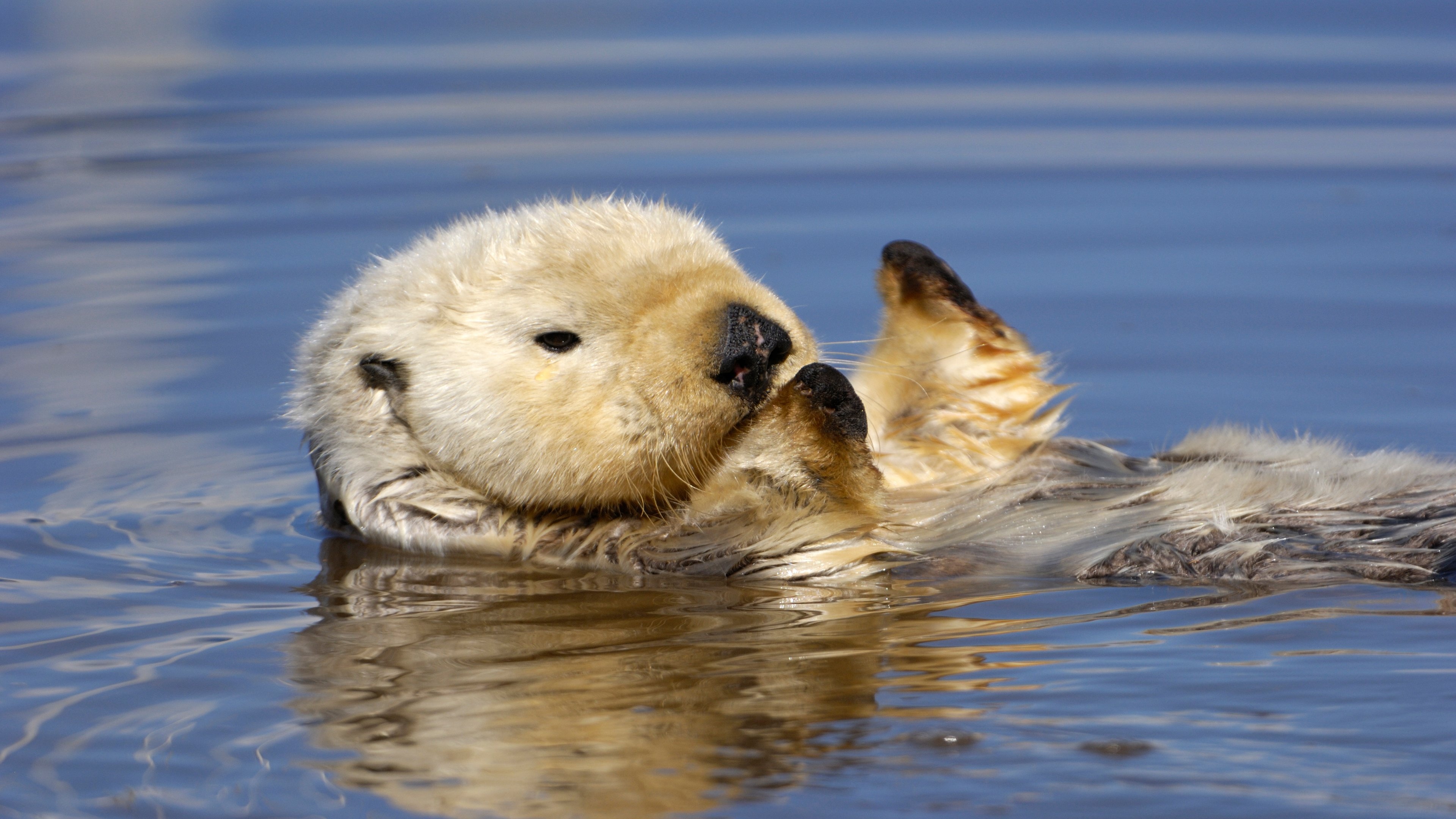 Windows 10 otter theme, Free wallpaper collection, Playful otter images, Desktop delight, 3840x2160 4K Desktop