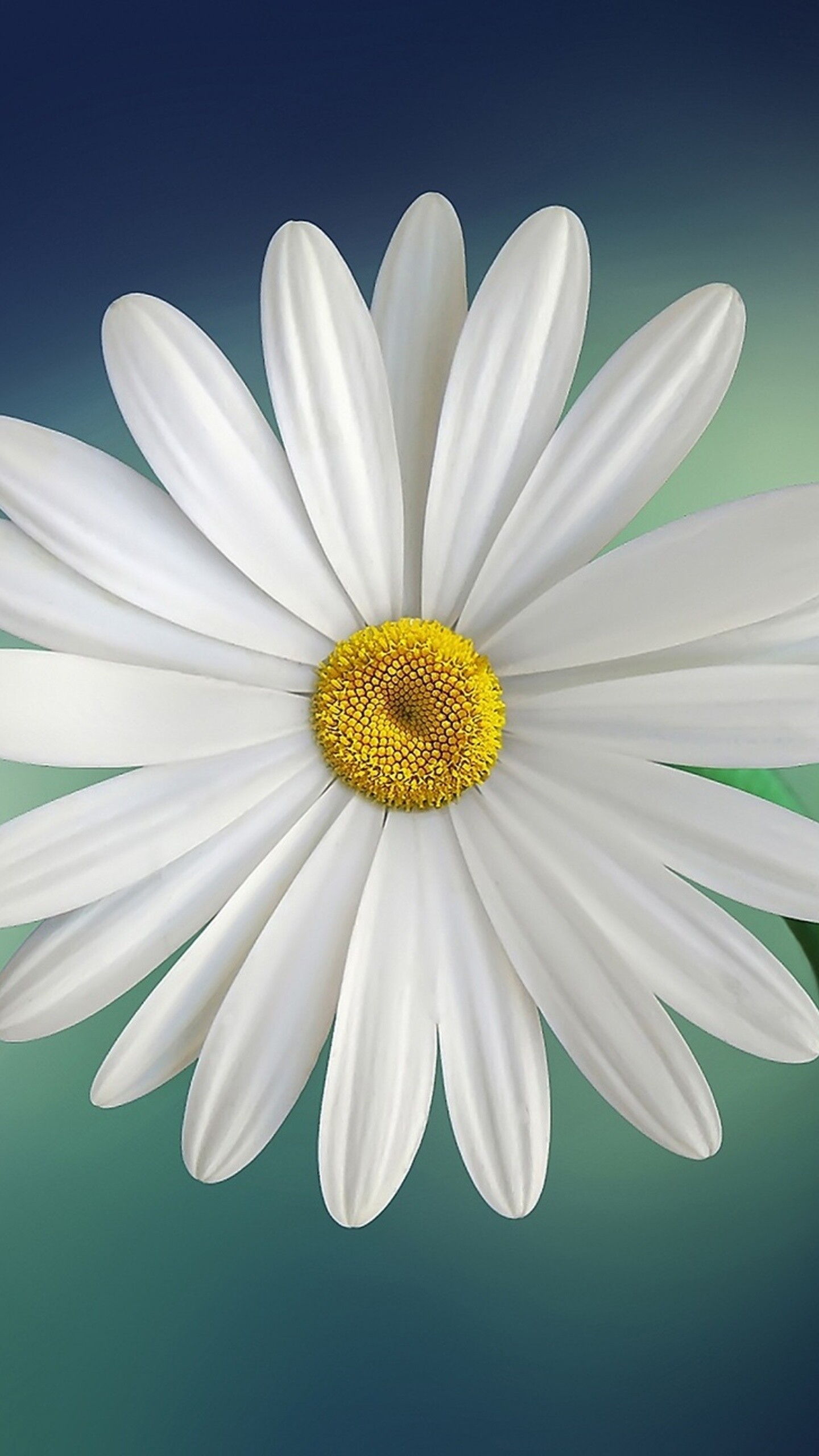 Colorful blooms, Samsung galaxy devices, High-definition wallpapers, Captivating daisy, 1440x2560 HD Phone