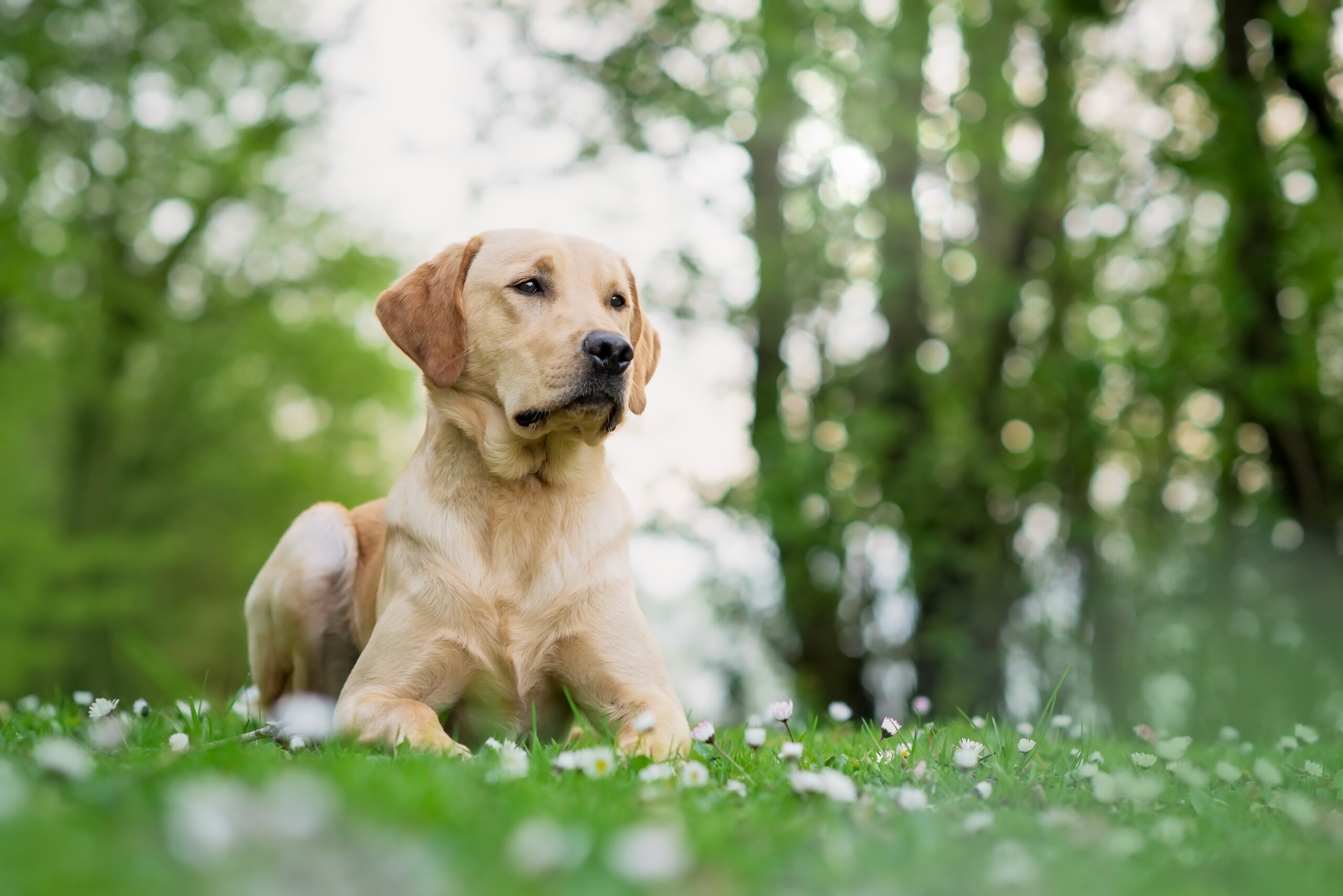 Labrador Retriever wallpaper, HD background, Playful nature, Faithful companion, 2560x1710 HD Desktop