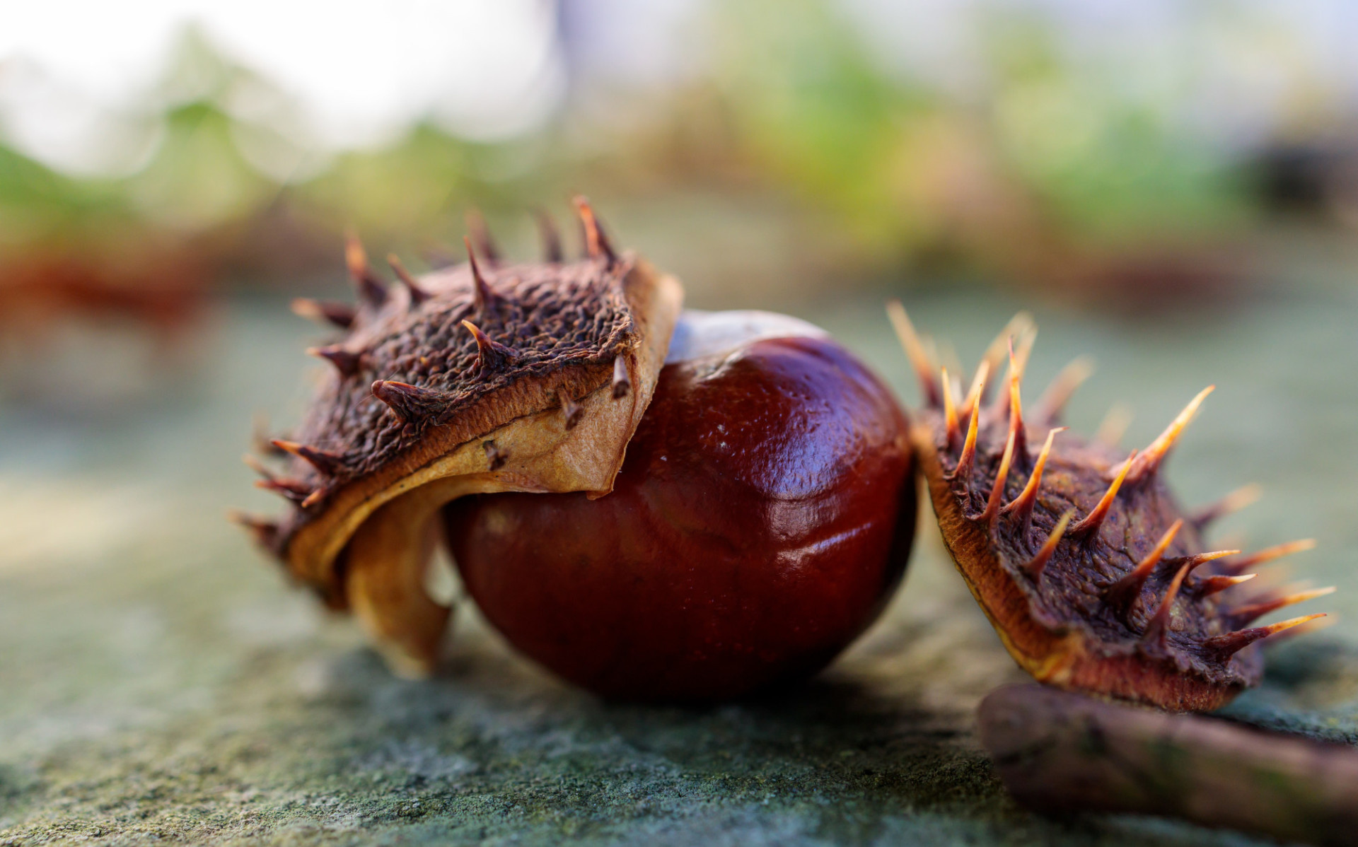 Chestnut tree, Tags, Motosha, Free stock photos, 1920x1200 HD Desktop