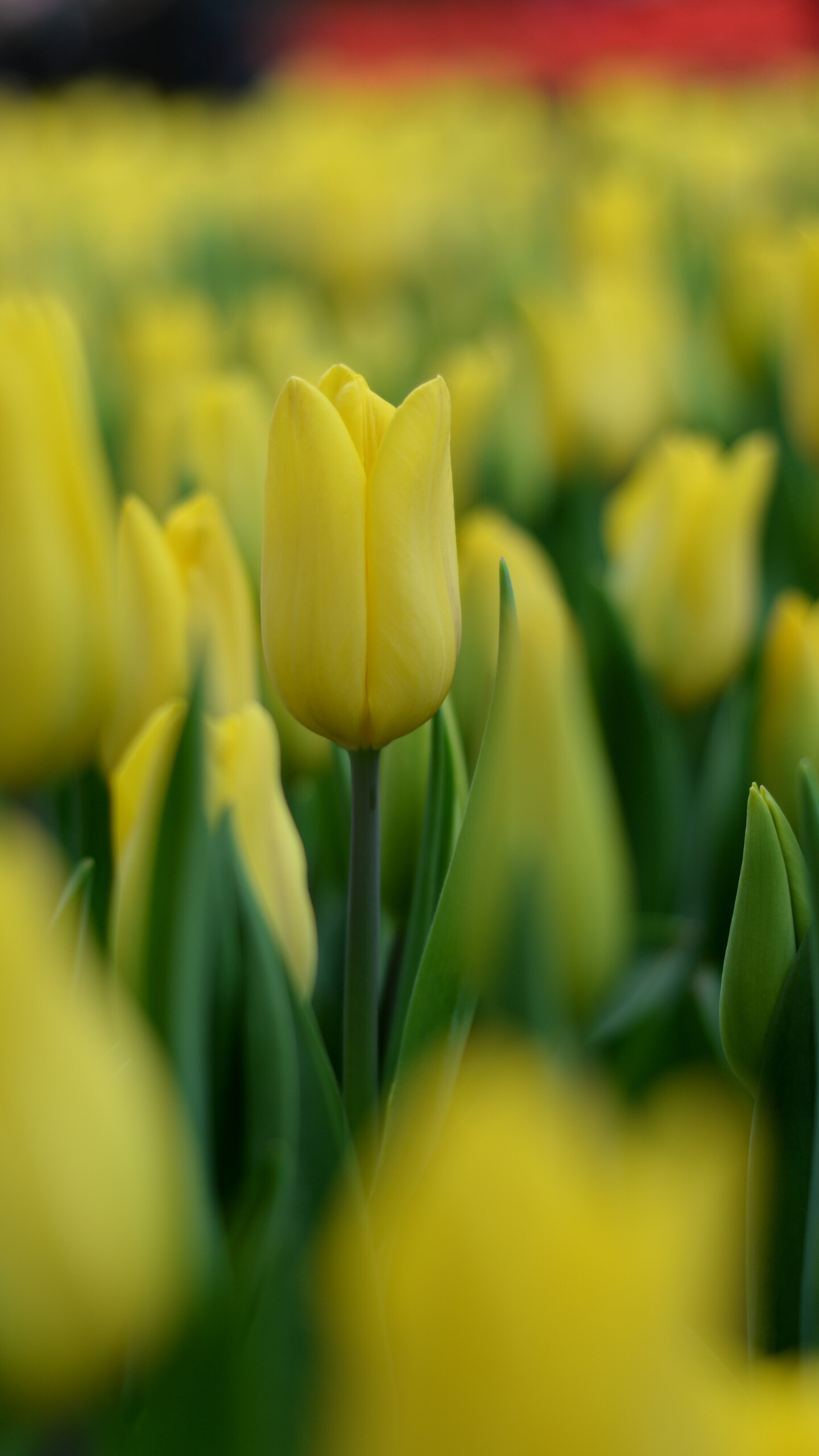 Tulip (Nature), Plants blur, Yellow tulip, QHD, 1440x2560 HD Phone