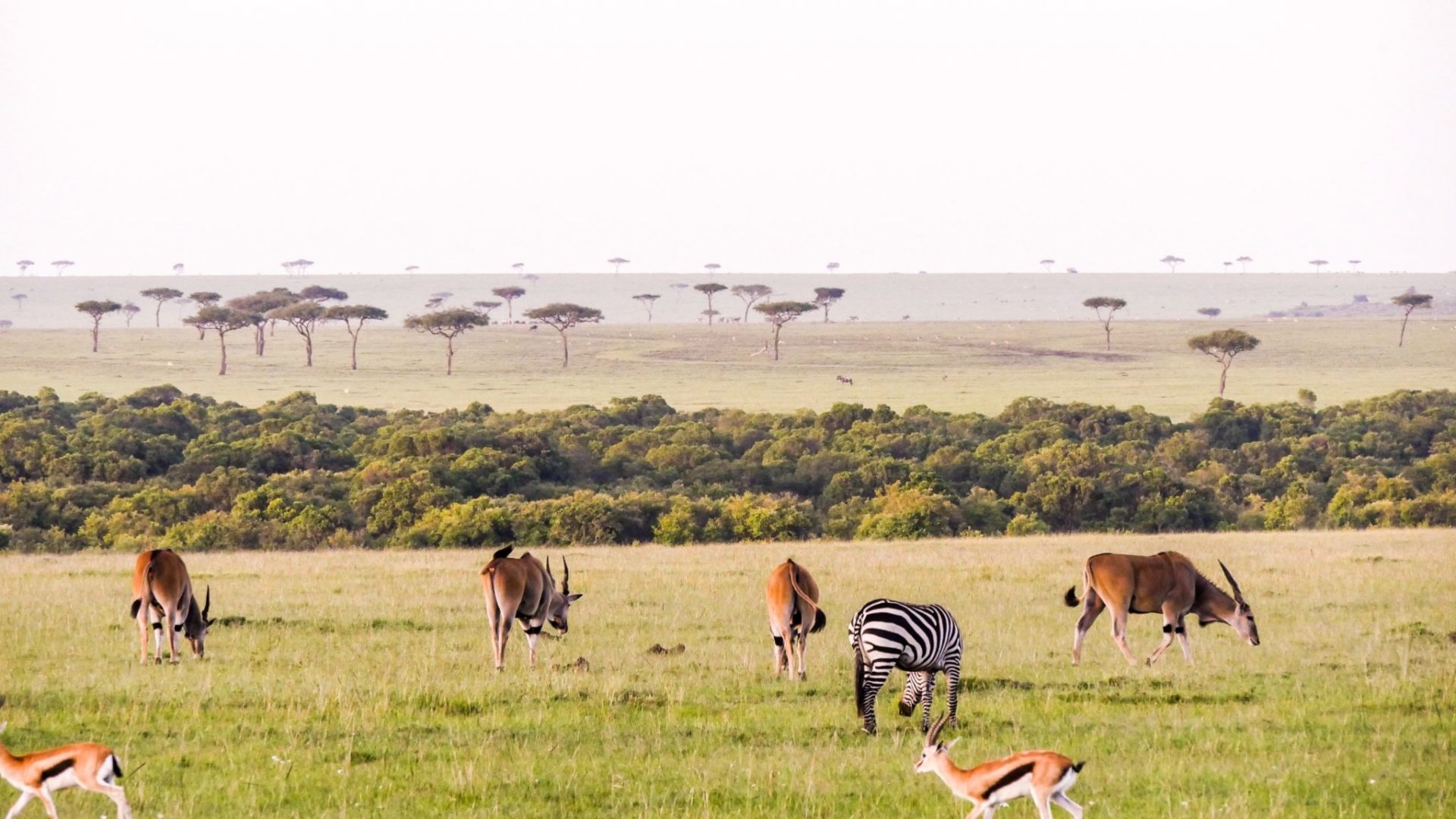 African landscapes, Maasai tribe, Wildlife encounters, Serengeti migration, 1920x1080 Full HD Desktop