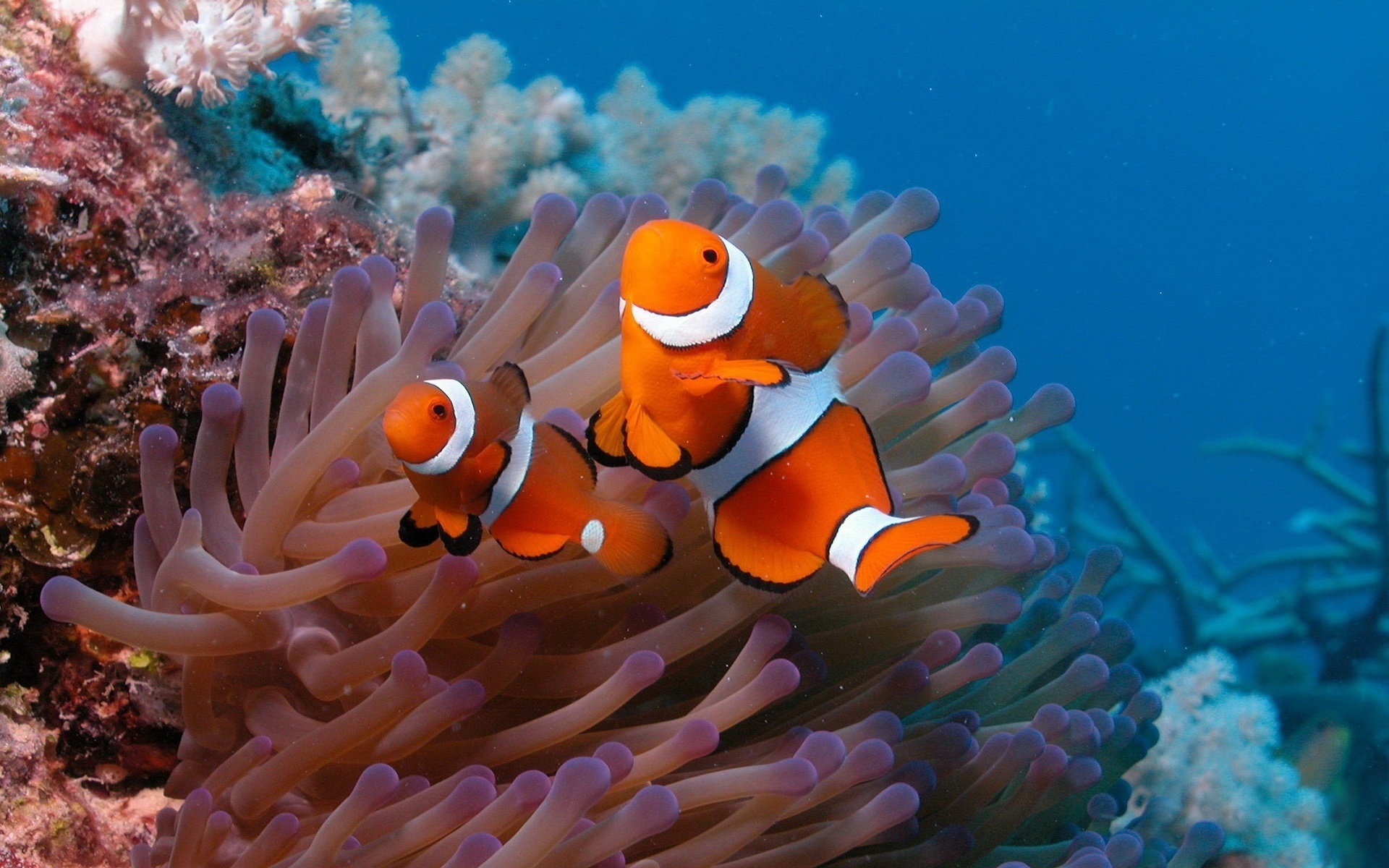 Clown Fish, Tropical fish wallpapers, Underwater photography, Coral reef beauty, 1920x1200 HD Desktop