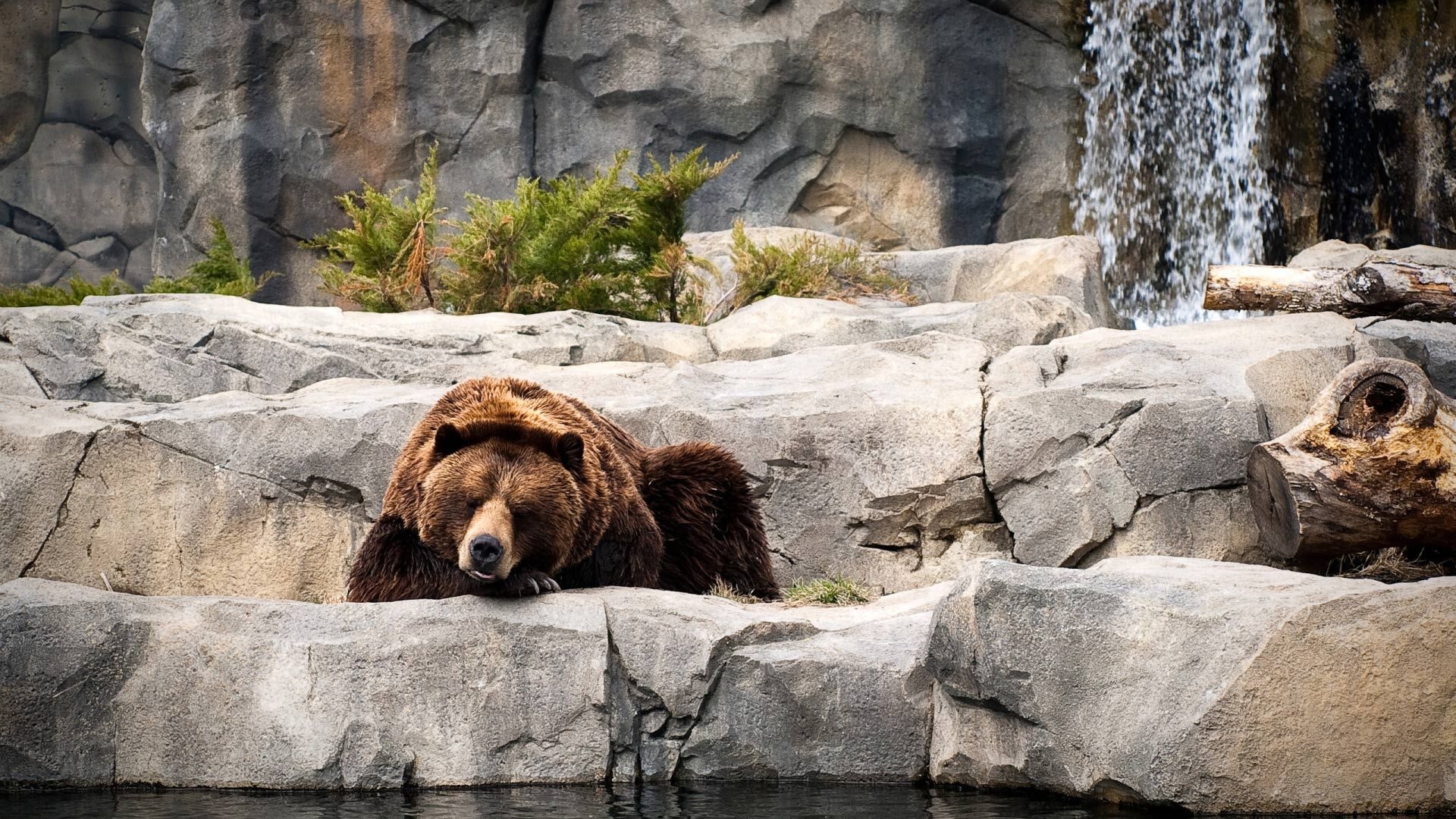 Grizzly Bear, Captivating wallpapers, Stunning imagery, Nature's wonder, 1920x1080 Full HD Desktop