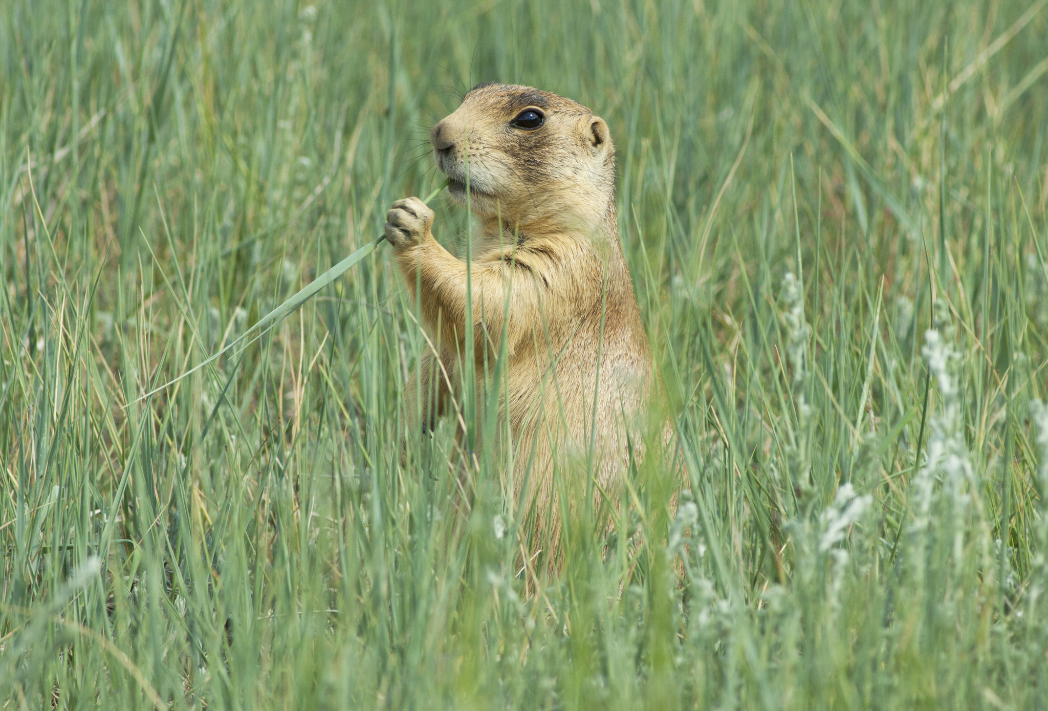 Utah Prairie Dog, Cynomys parvidens, Inaturalist NZ, 2050x1390 HD Desktop